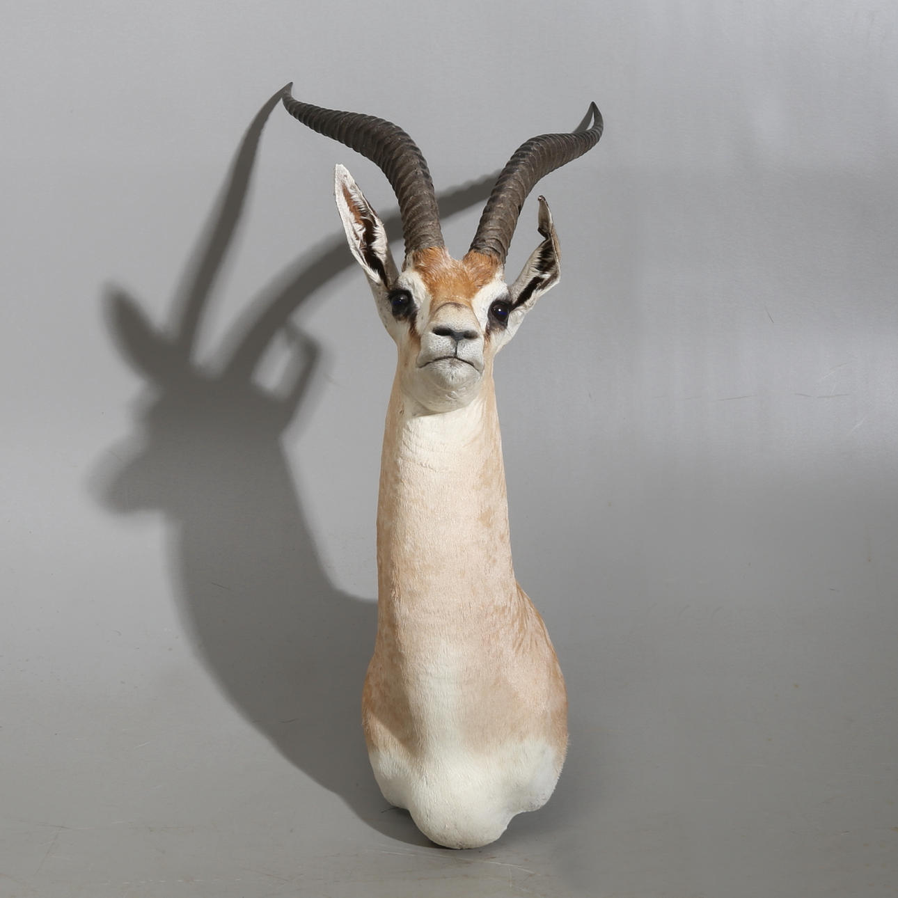 JAKTTROFÉ, Grants Gasell.