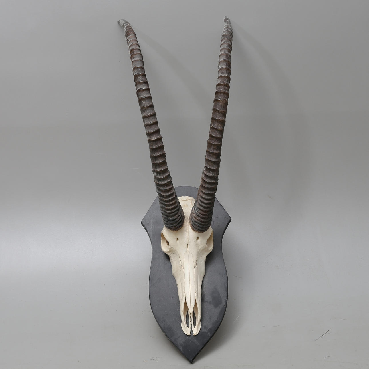 JAKTTROFÉ, Sabelantilop, monterad på träplatta.