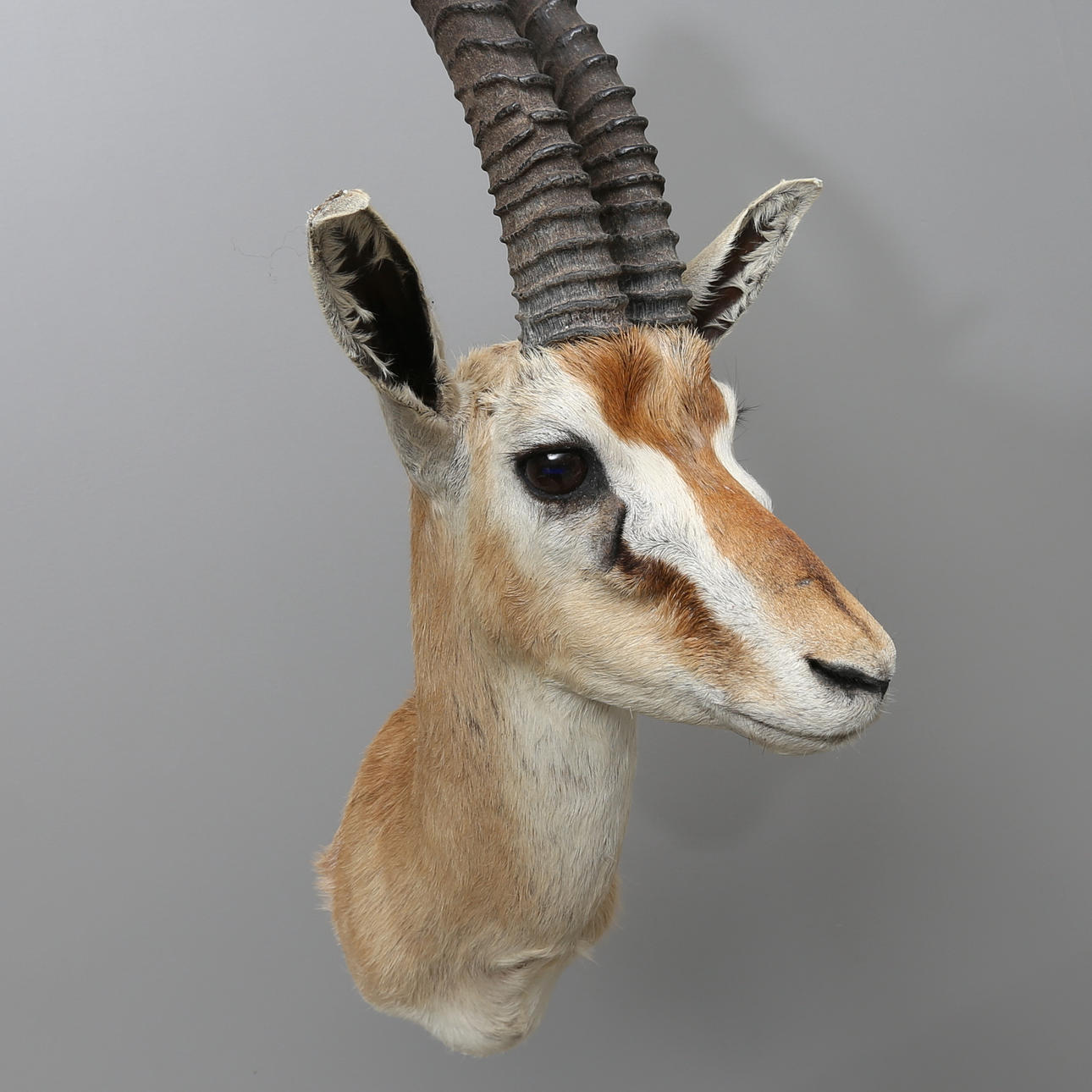 JAKTTROFÉ, Thompsons Gasell.