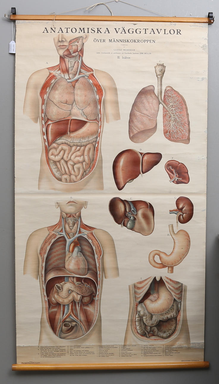 SKOLPLANSCH, anatomisk väggtavla, Över människokroppen. Gustaf Wennman.