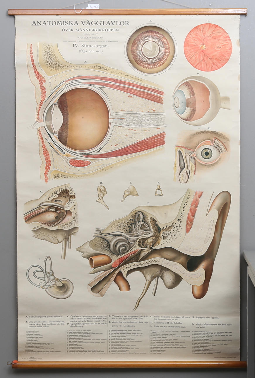 SKOLPLANSCH, anatomisk väggtavla, Över människokroppen, sinnes organ. Gustaf Wennman.