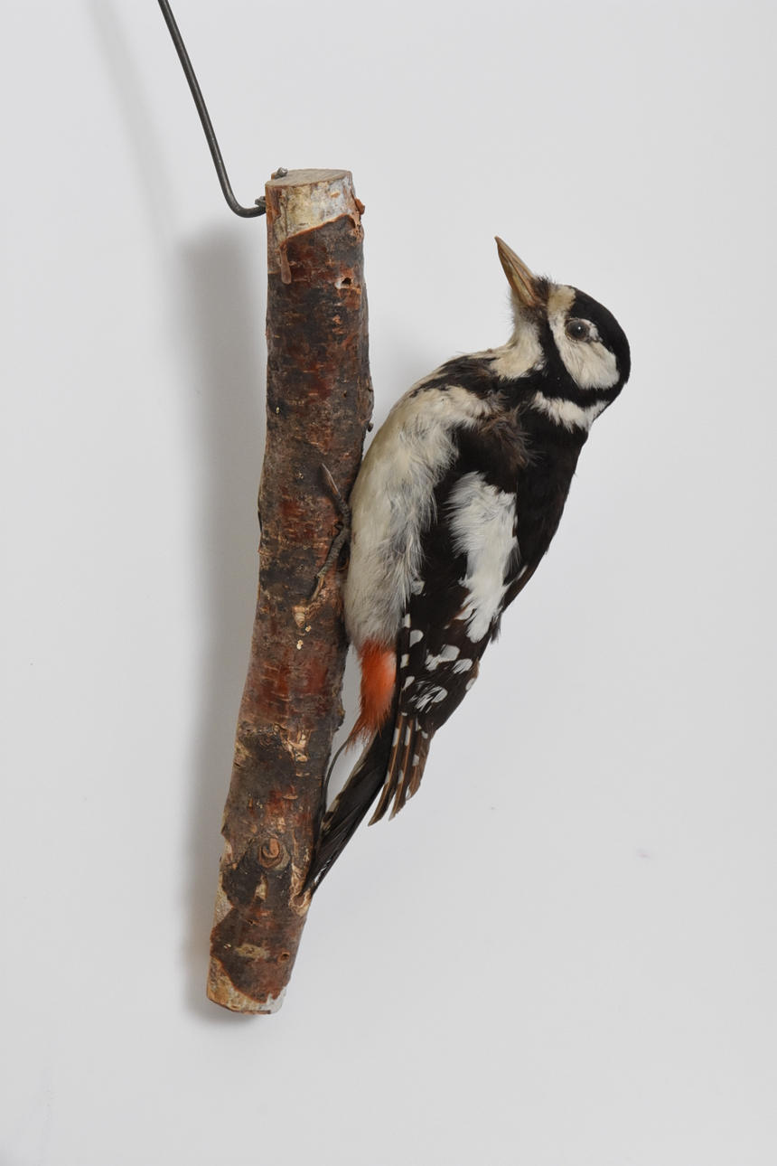 HACKSPETT, uppstoppad.