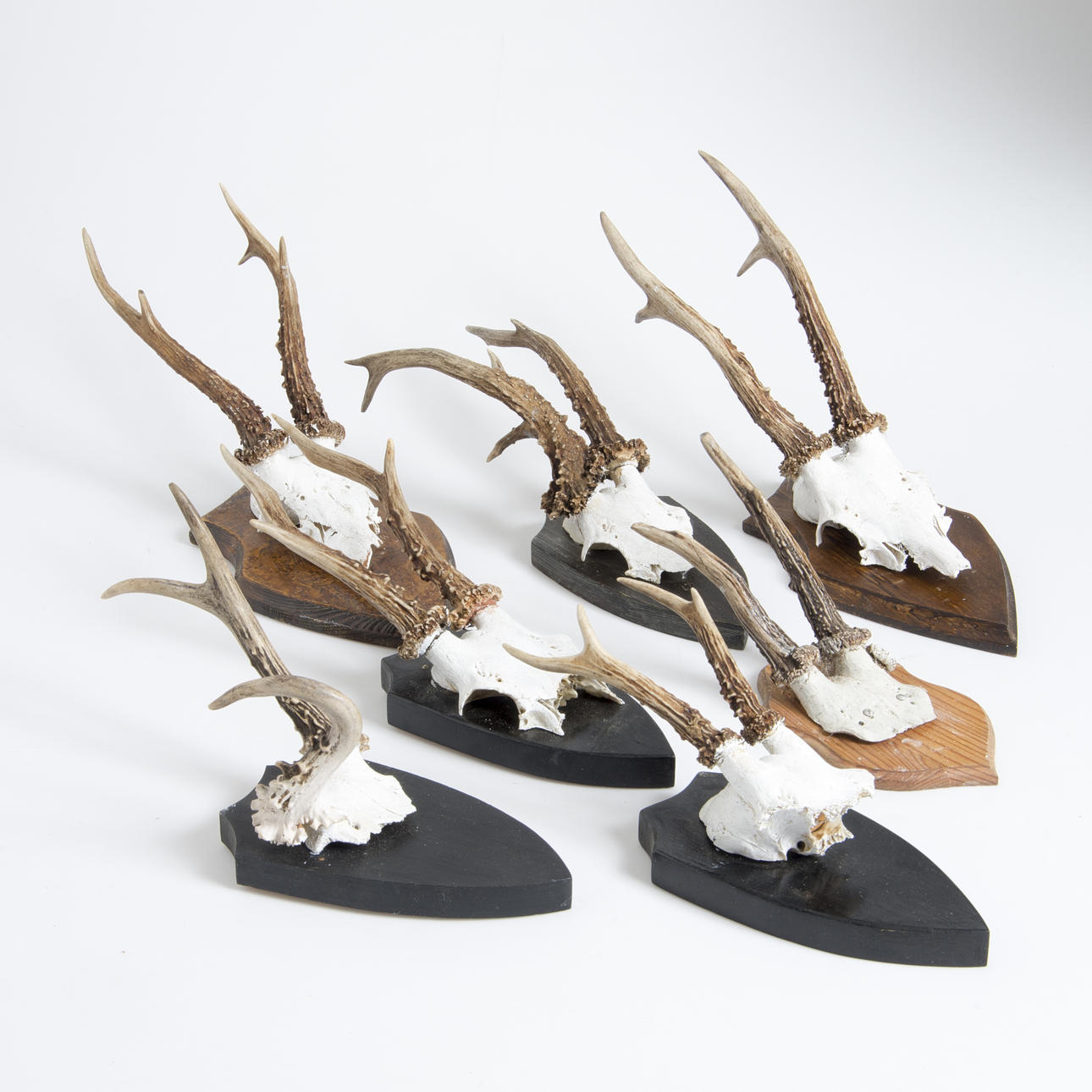 JAKTTROFFEER, 7 stycken.