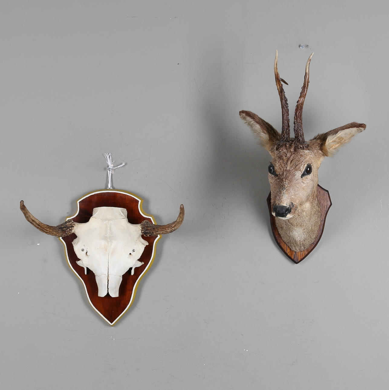 JAKTTROFÉER, 2 st, 1900-tal.