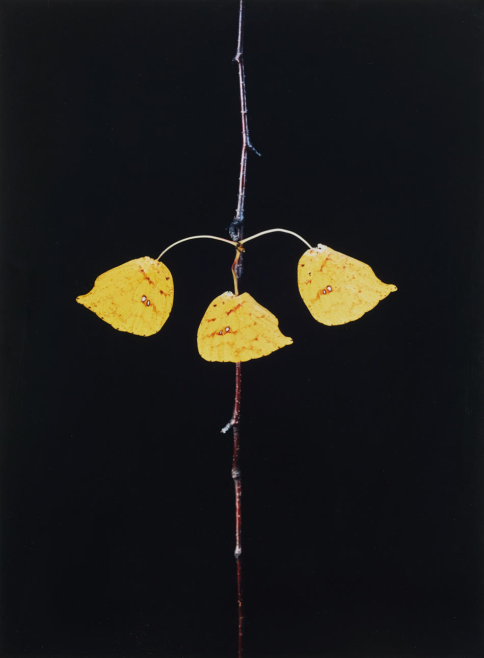 NATHALIA EDENMONT. "Three".