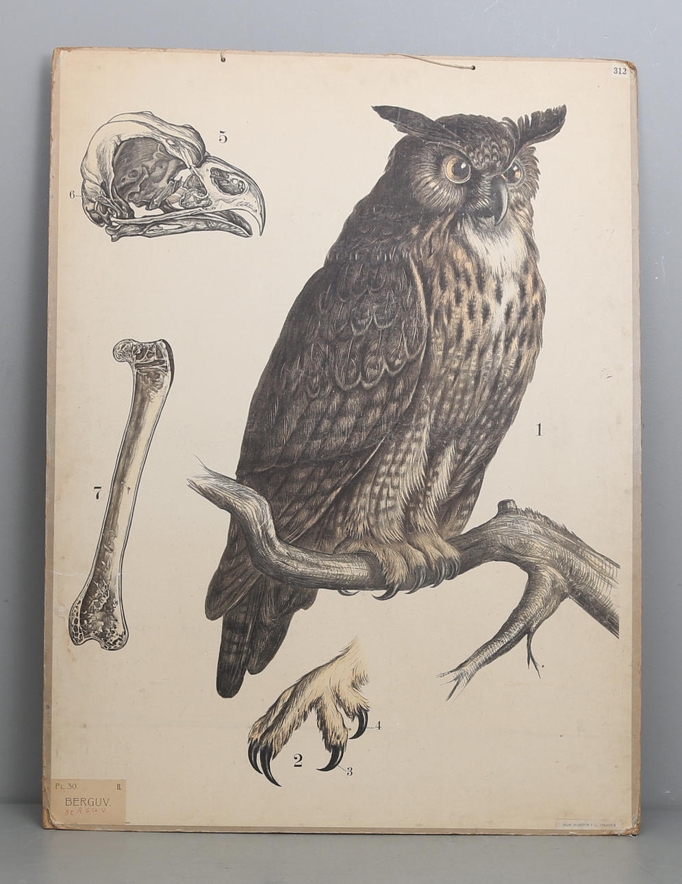 SKOLPLANSCH, Berguv, Frans Svanström & Co, Stockholm, tidigt 1900-tal.