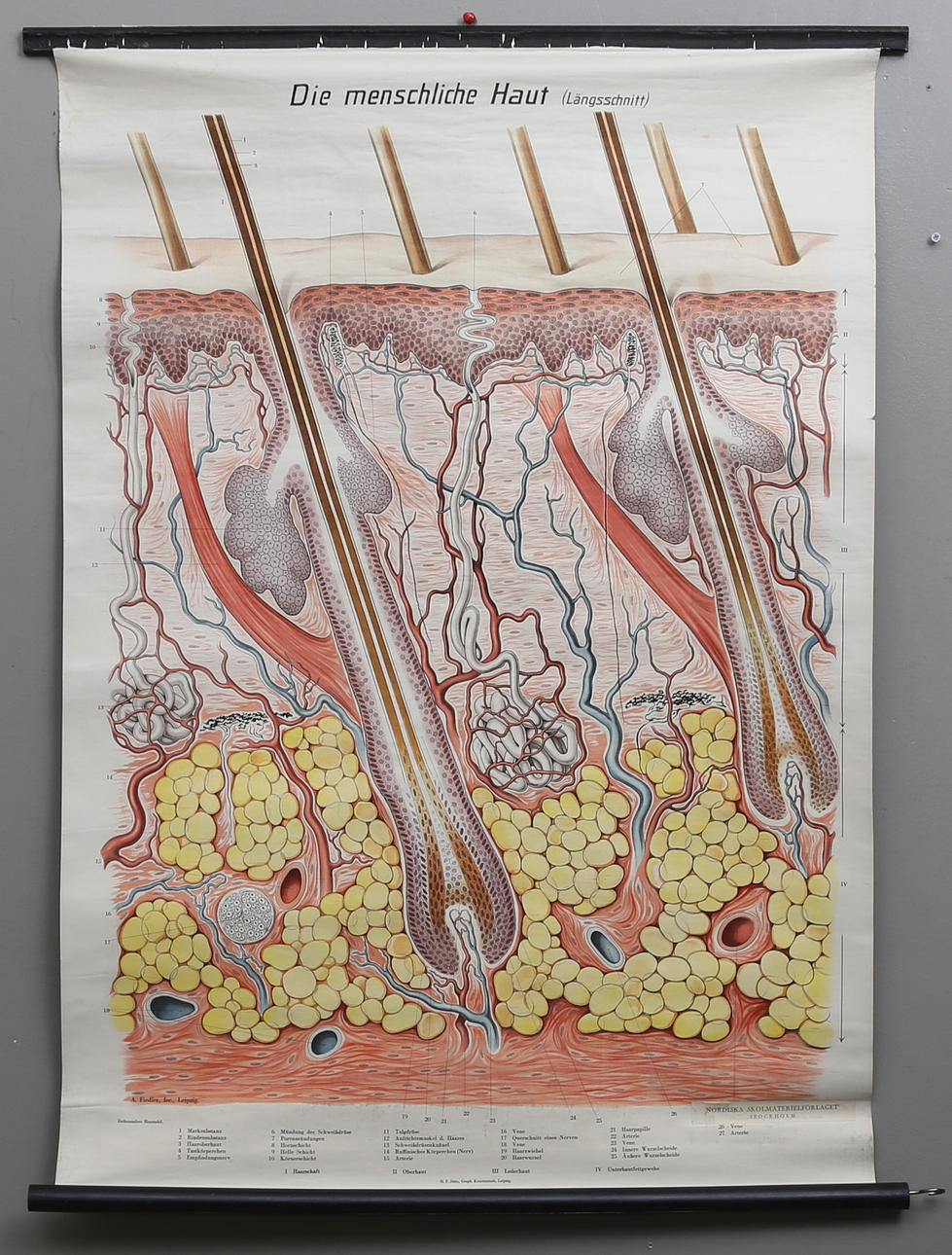 SKOLPLANSCH, "Die Menschliche Haut", A Fiedler, Leipzig. Nordiska Skolmaterialförlaget, Stockholm. 1900-talets första hälft.
