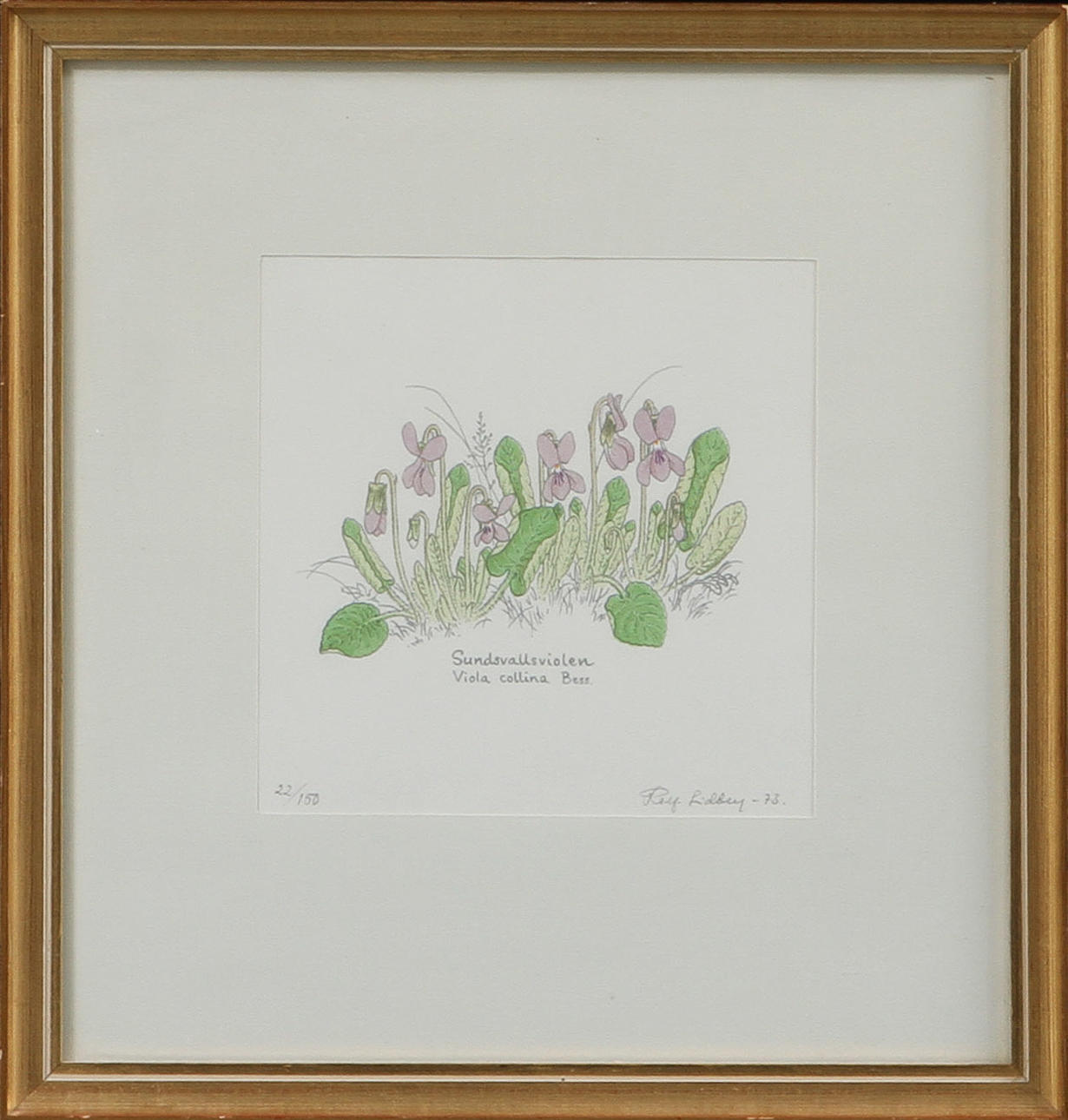 ROLF LIDBERG. Sundsvallsviolen och Nattyxne, litografi samt träsnitt, sign och numrerade 22/150 o 99/250.