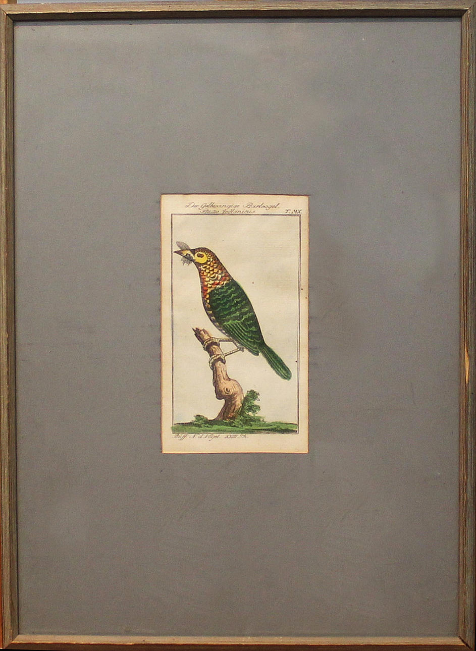 GEORGE LOUISE LECLERC DE BUFFON. Fågel. Handkolorerad kopparstick. 1700-tal. Signerad i plåten.