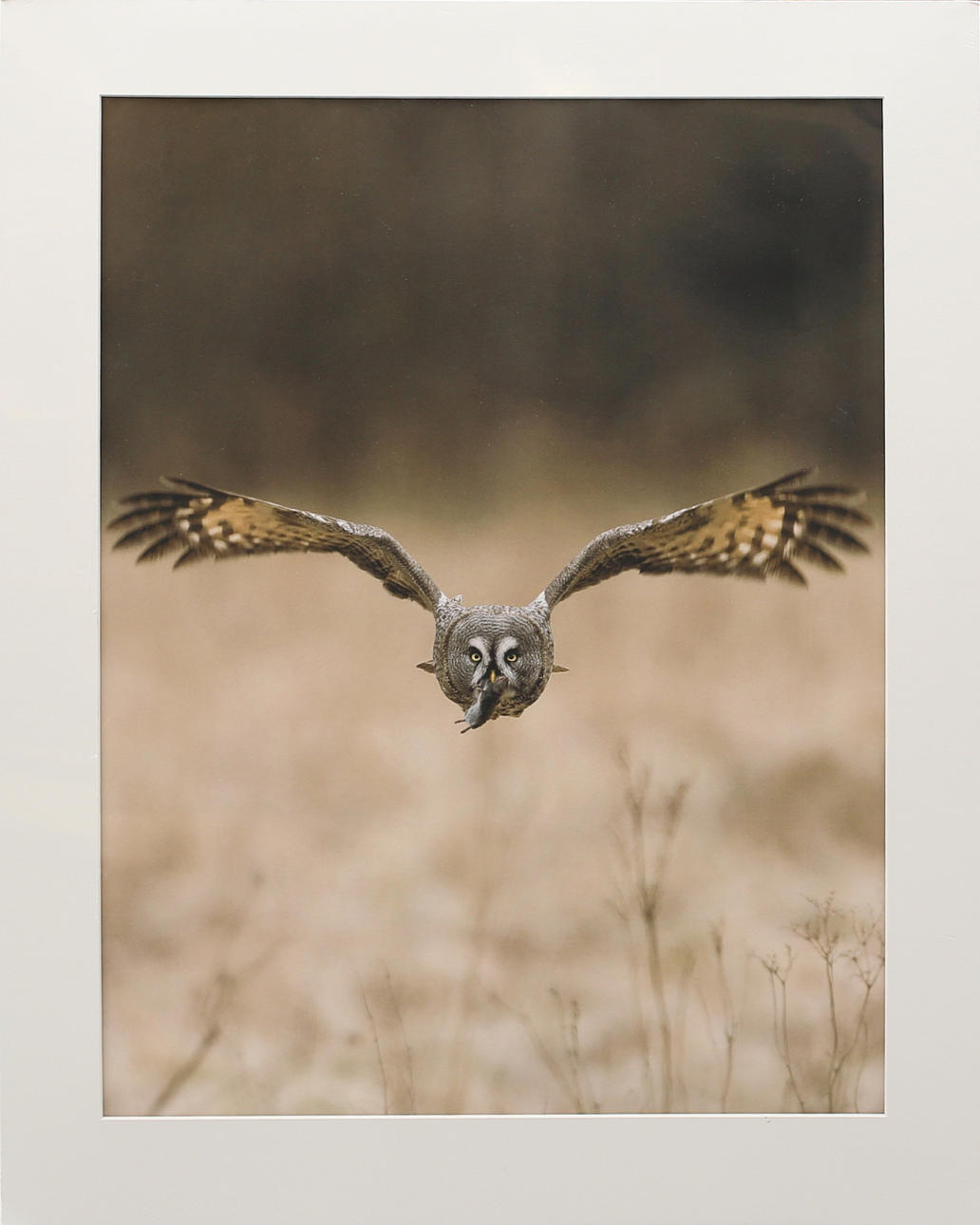 BRUTUS ÖSTLING. Flygande uggla med mus i mun, gicléetryck, osignerad.
