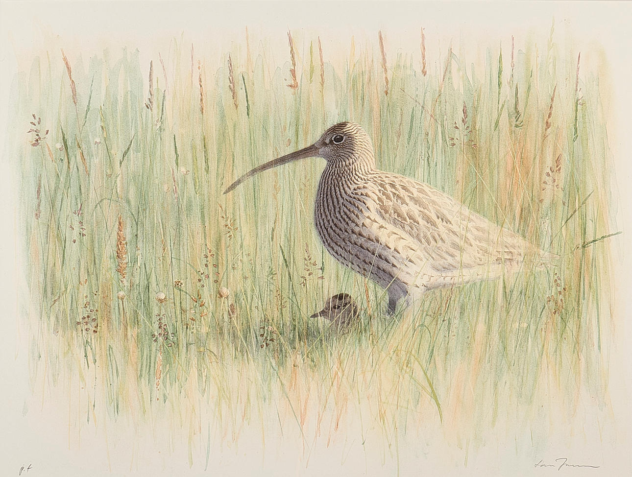 LARS JONSSON. Colour lithograph, Curlew with chick, signed PT.