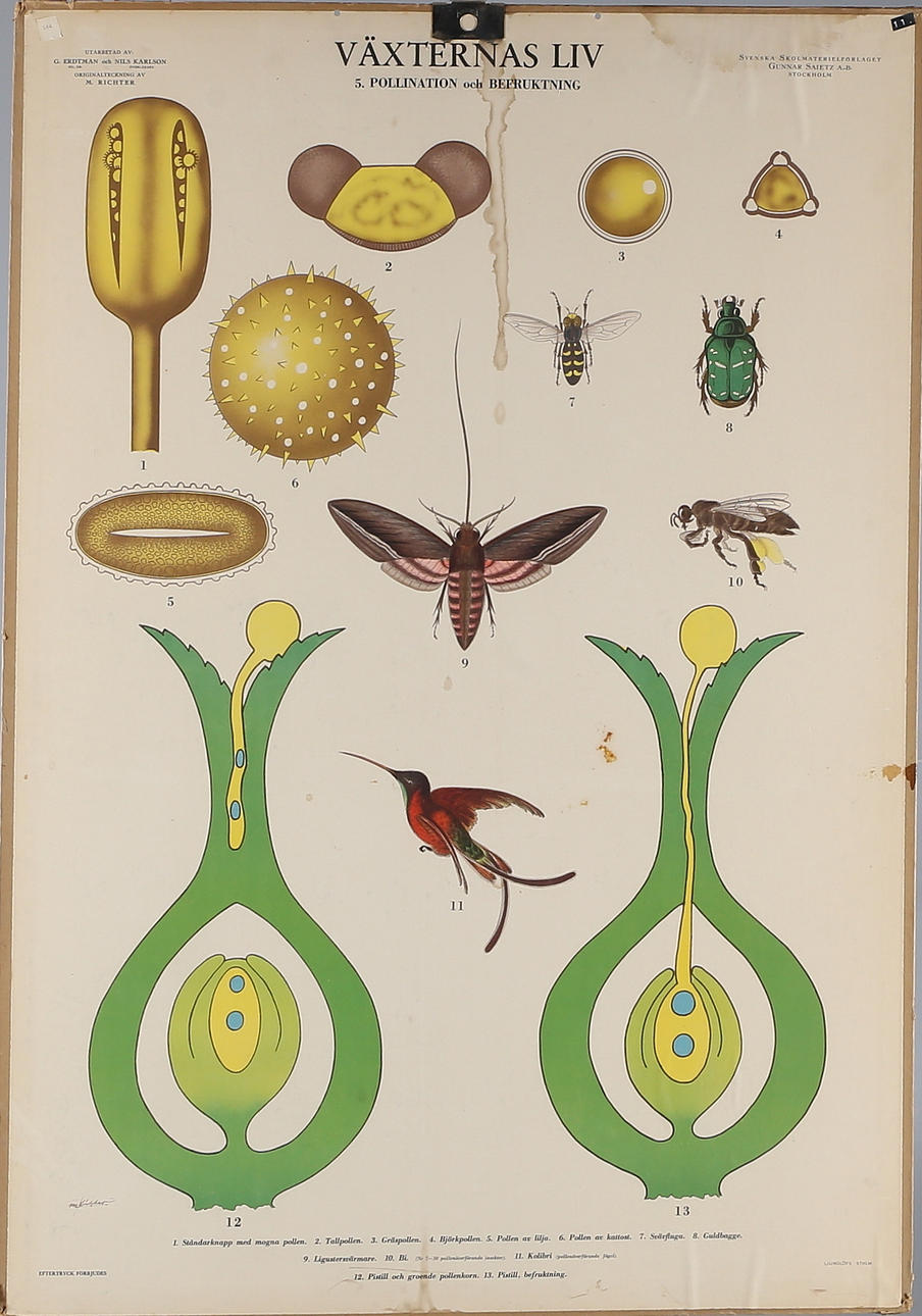 SKOLPLANSCHER, 5 st,"Växternas liv", Gunnar Saietz, 1900-tal.