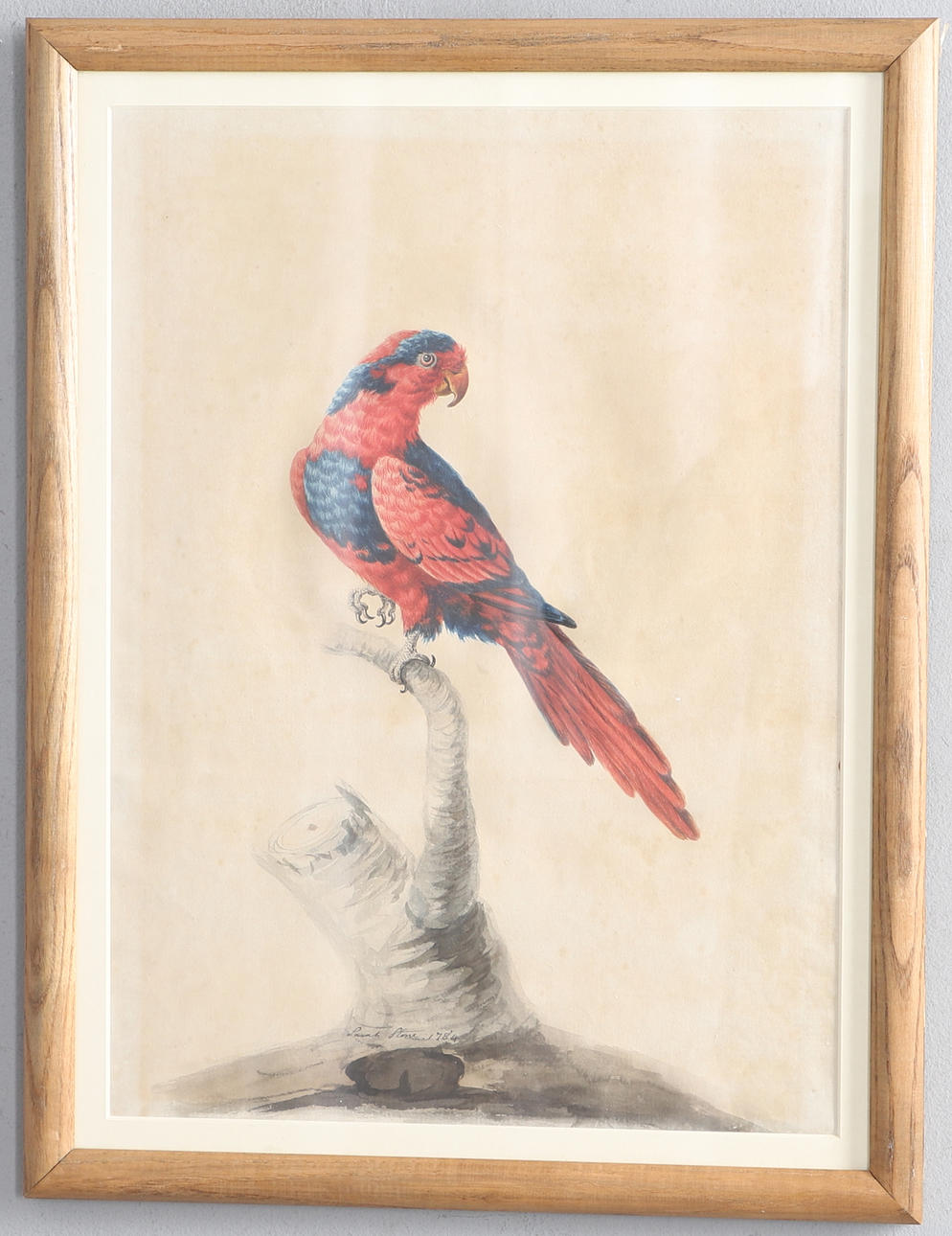 SARAH STONE (C.1760-1844). STUDY OF A PARROT ON A STUMP.