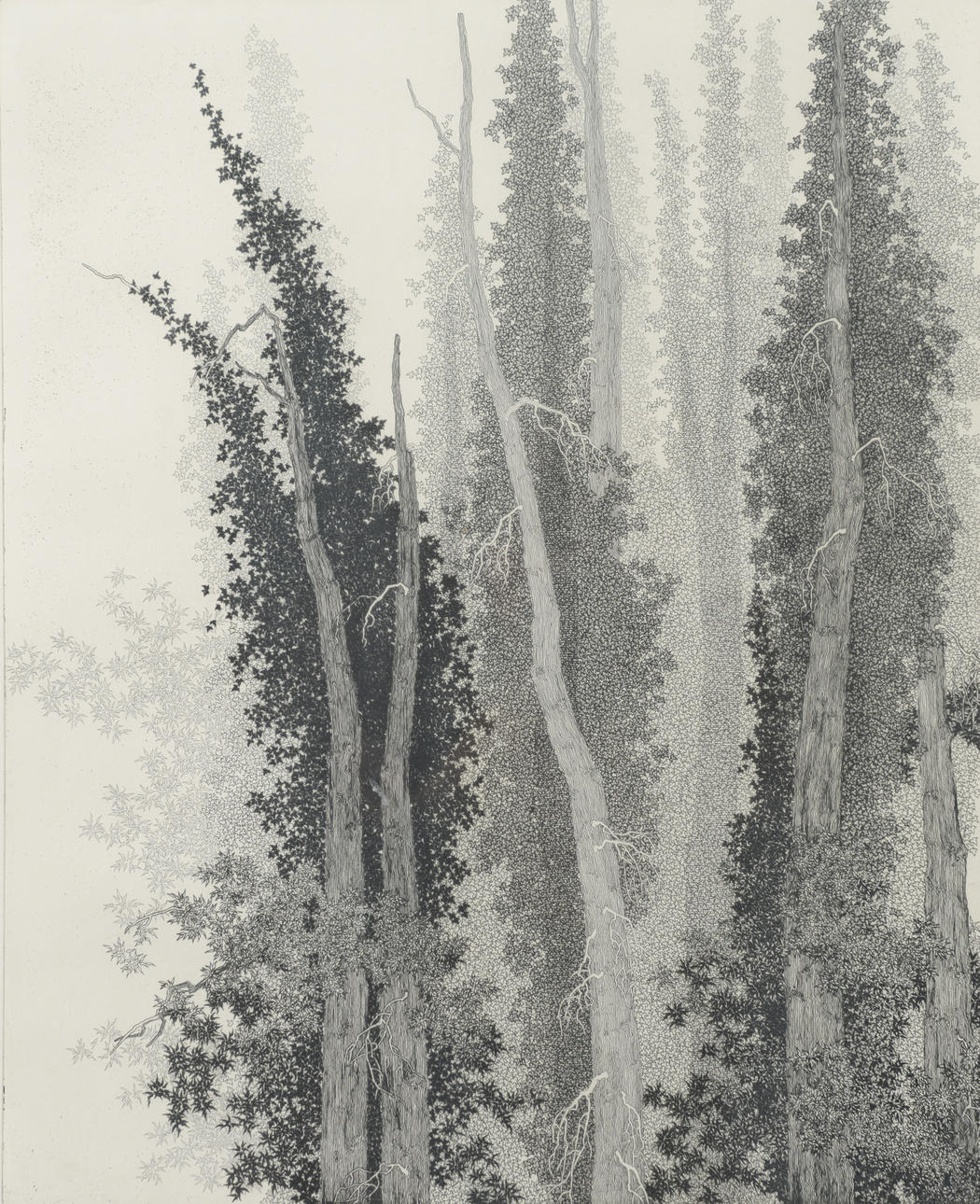 MAUD COMSTEDT. "Murgröna" (Ivy), etching, signed and dated -82.