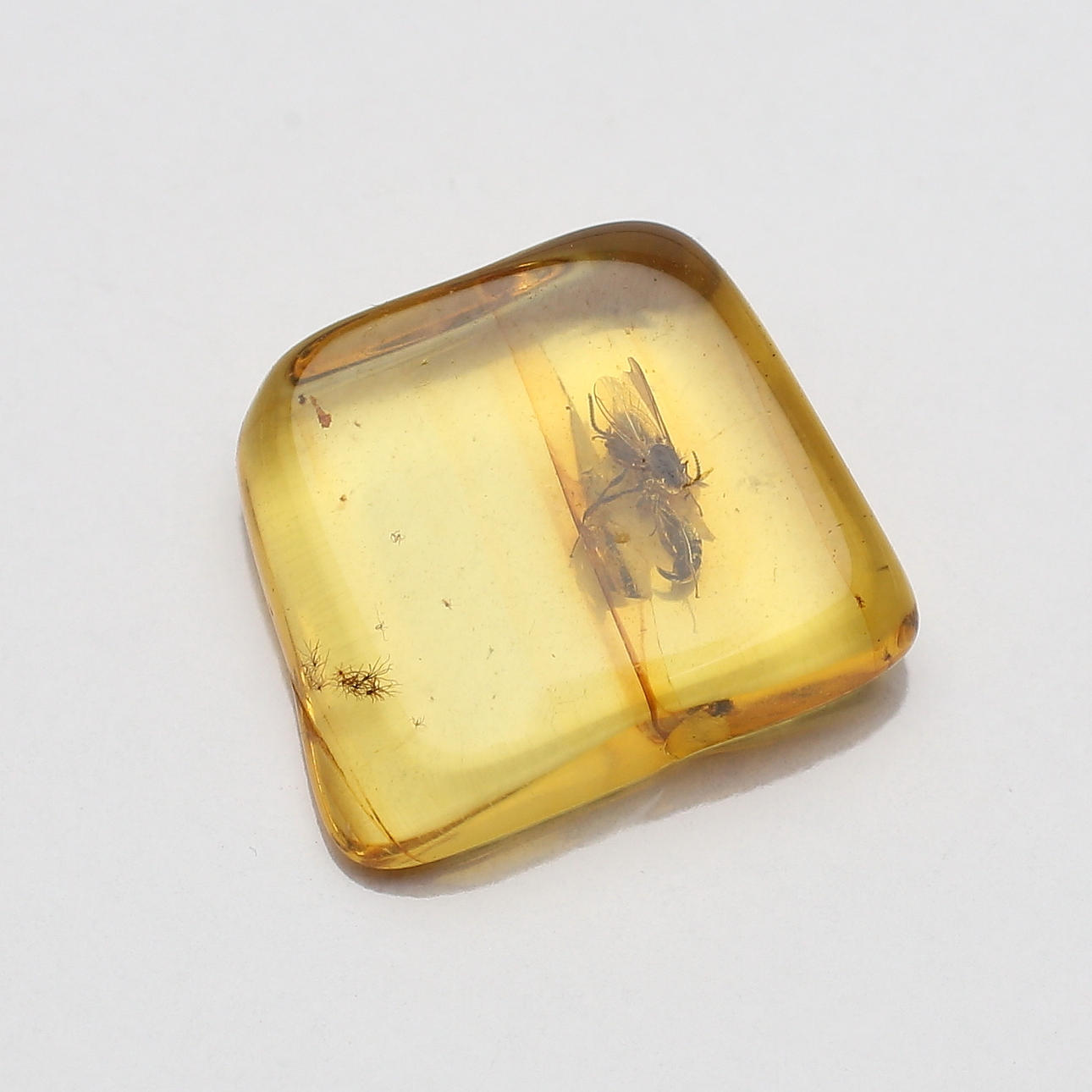 BÄRNSTEN, med insekt, 30 - 50 miljoner år gammalt, 1,50 ct.