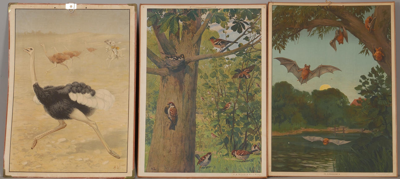 SKOLPLANSCHER, 3 st, bla småfåglar, 1900-tal.