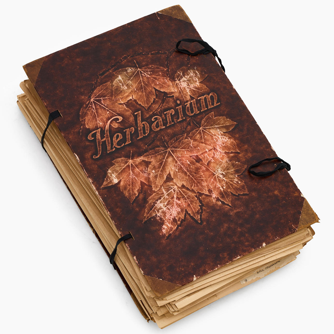 HERBARIUM, 1900-talets första hälft.