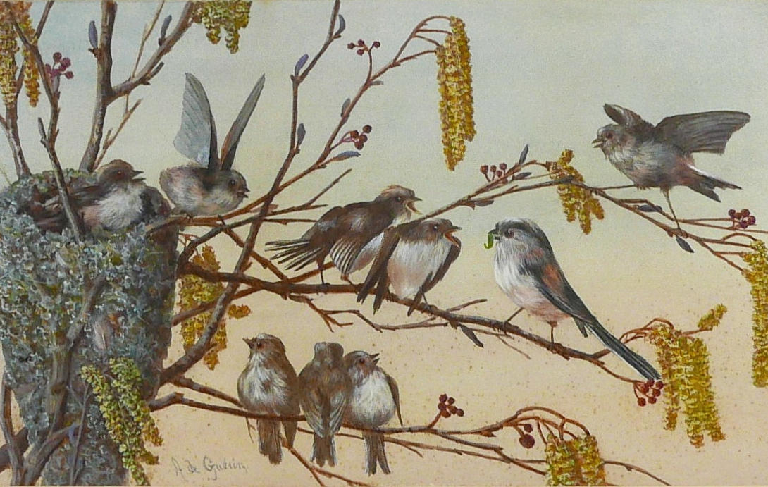 A. DE GUERIN (CONTINENTAL, EARLY 20TH CENTURY): A NEST OF LONG TAILED TITS, WATERCOLOUR.