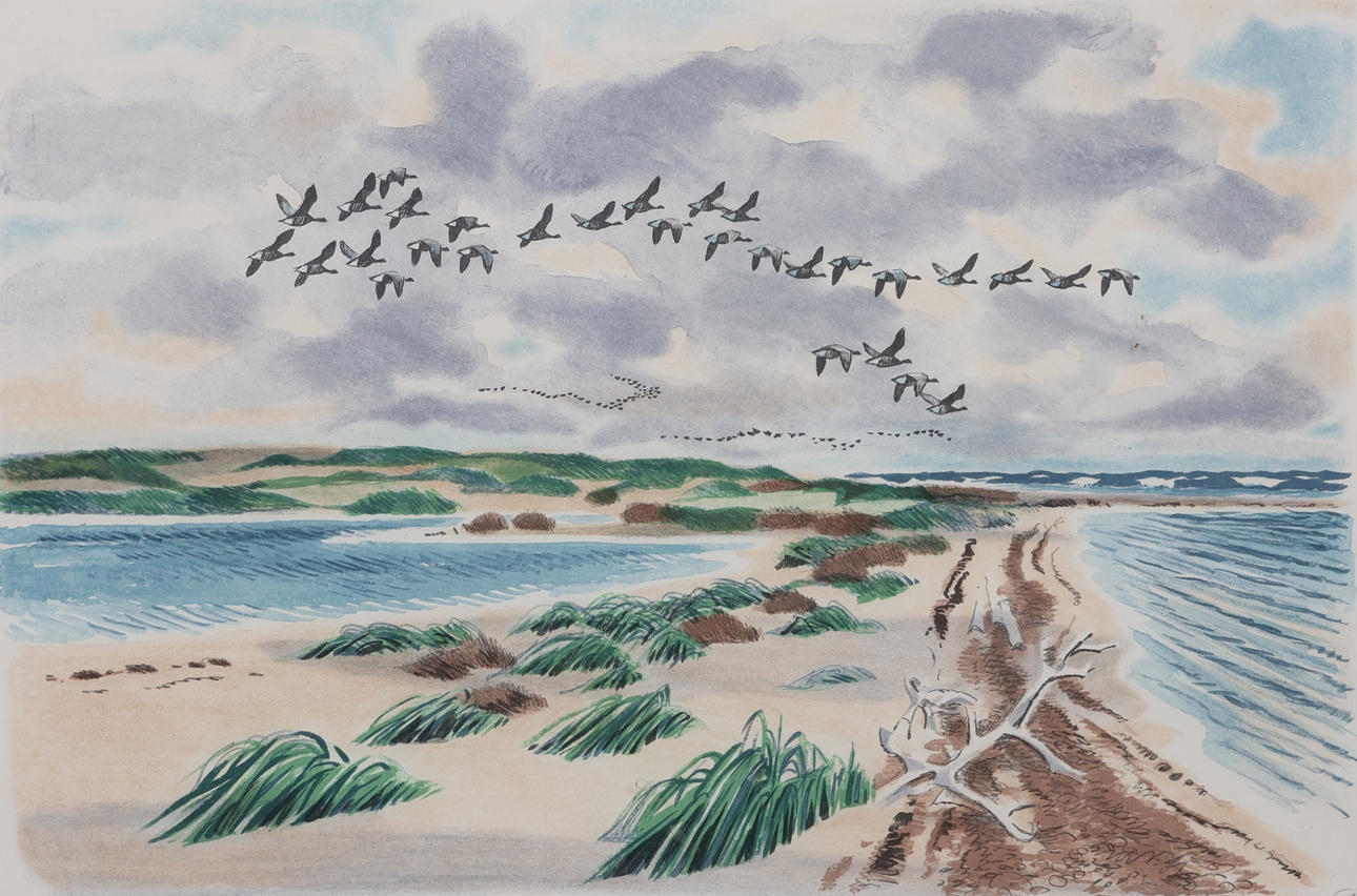 GUNNAR BRUSEWITZ. litografi, sjöfåglar.