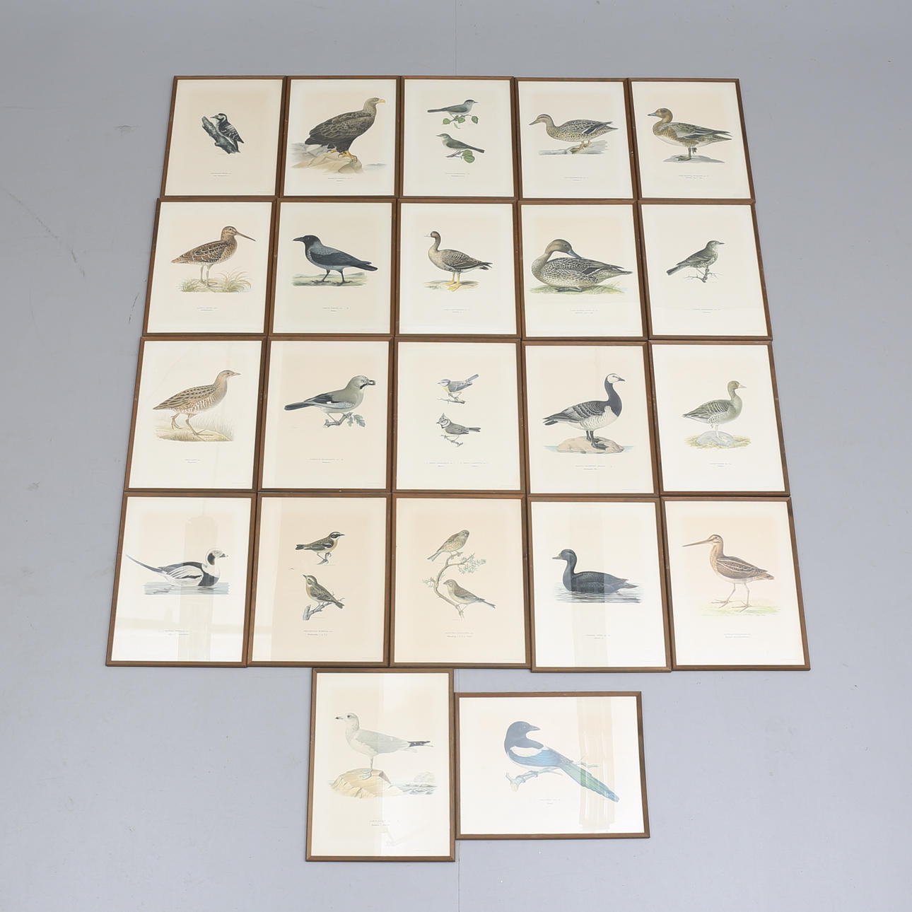 LITOGRAFISKA TRYCK, 22 st, bl.a ur von Wrights "Svenska Fåglar", 1900-talets första hälft.