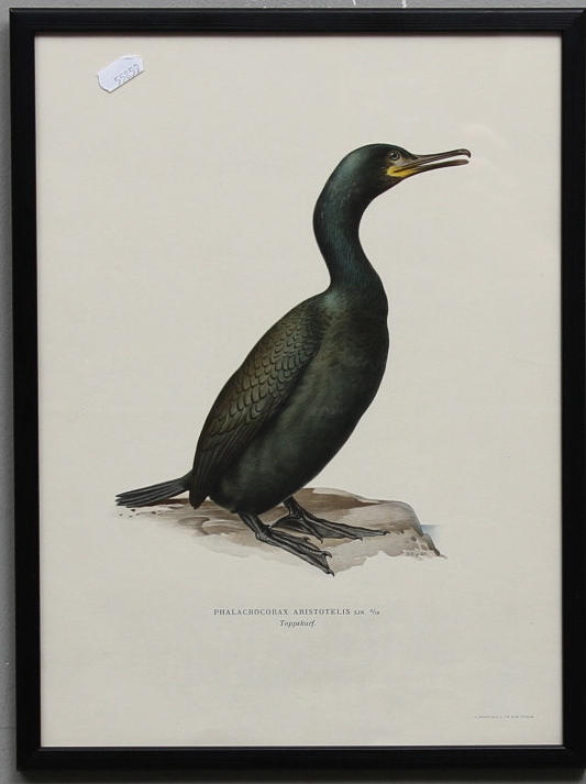 LITOGRAFISKA TRYCK, 4 st, efter von Wright, 1900-tal.