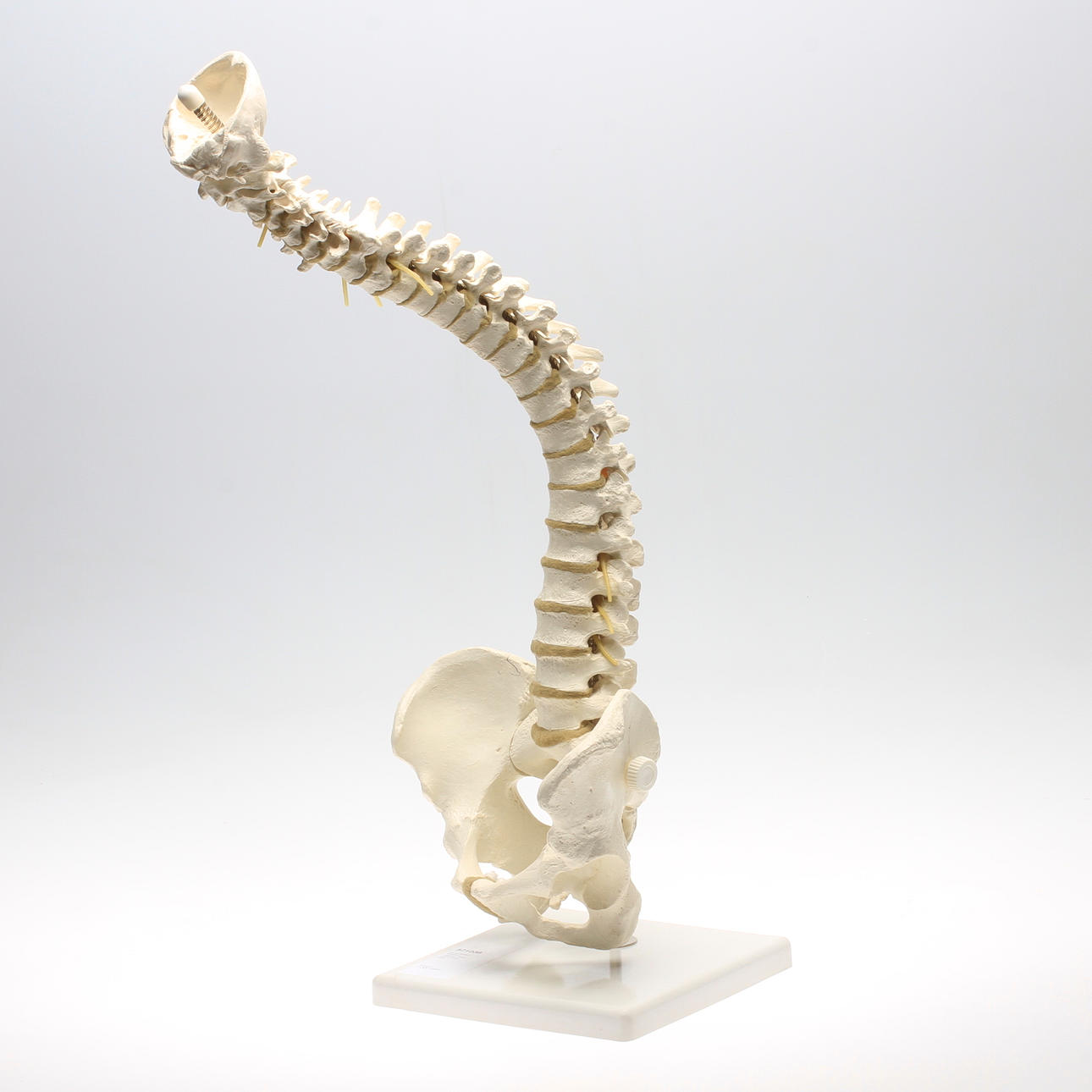 ANATOMISKT MODELL, ryggrad. 1900-talets andra hälft.