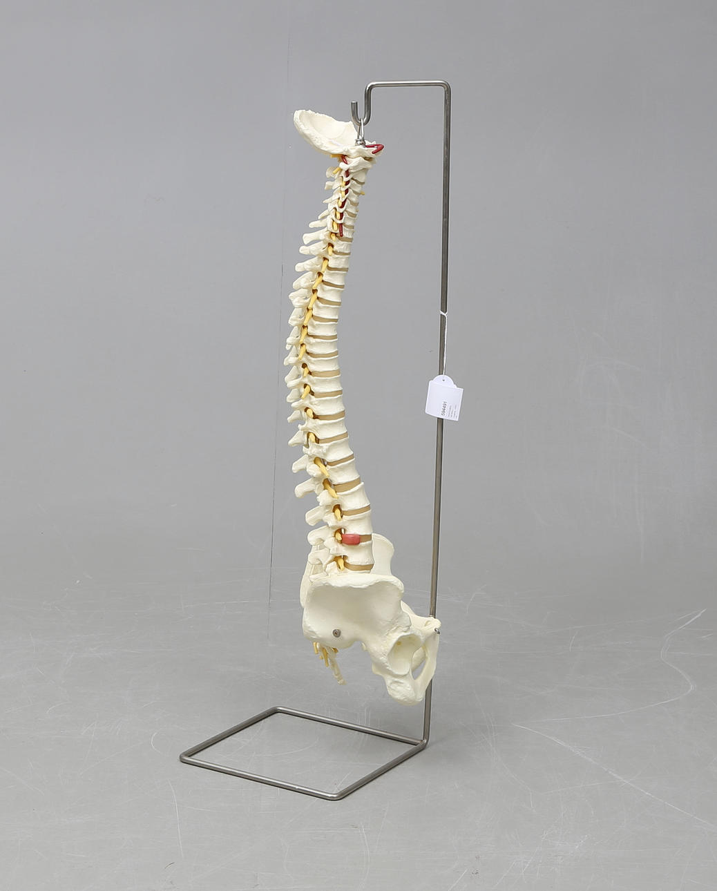 ANATOMISCHES MODELL, Wirbelsäule, 20. Jahrhundert.