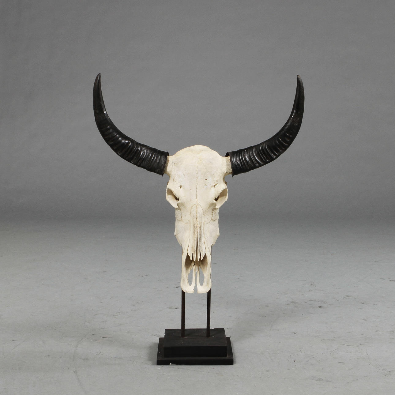 KRANIUM, buffalo, with horns.