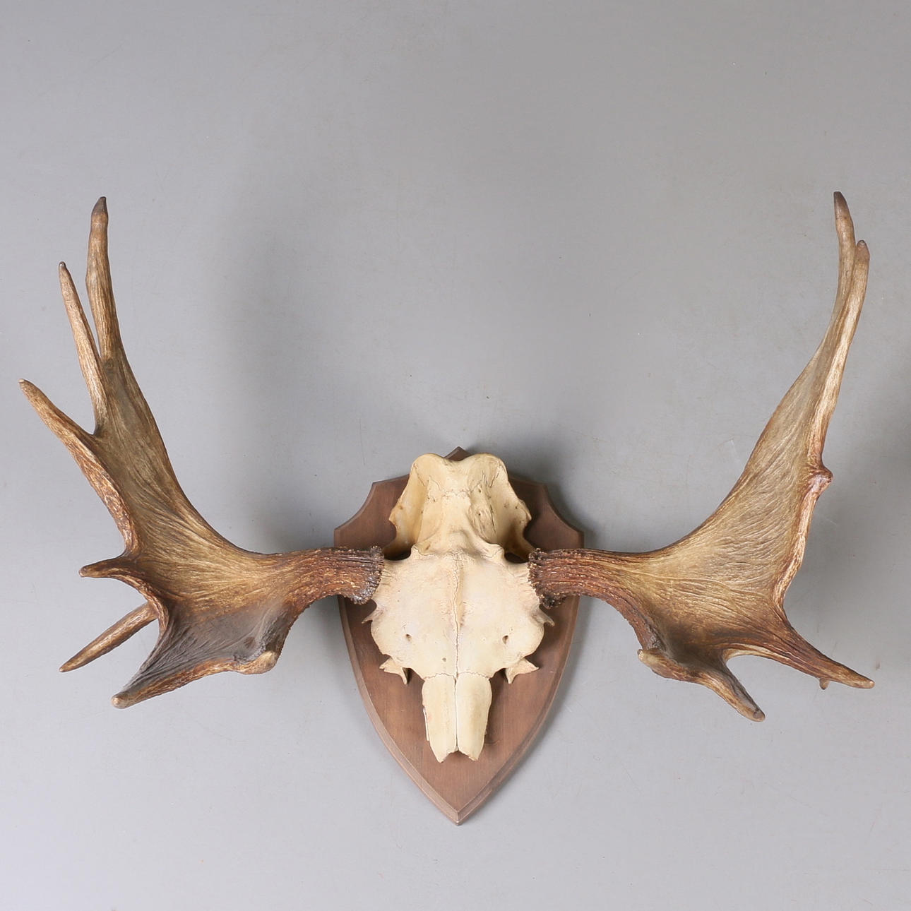 JAKTTROFE, älg, 12 taggar, 1900-tal.