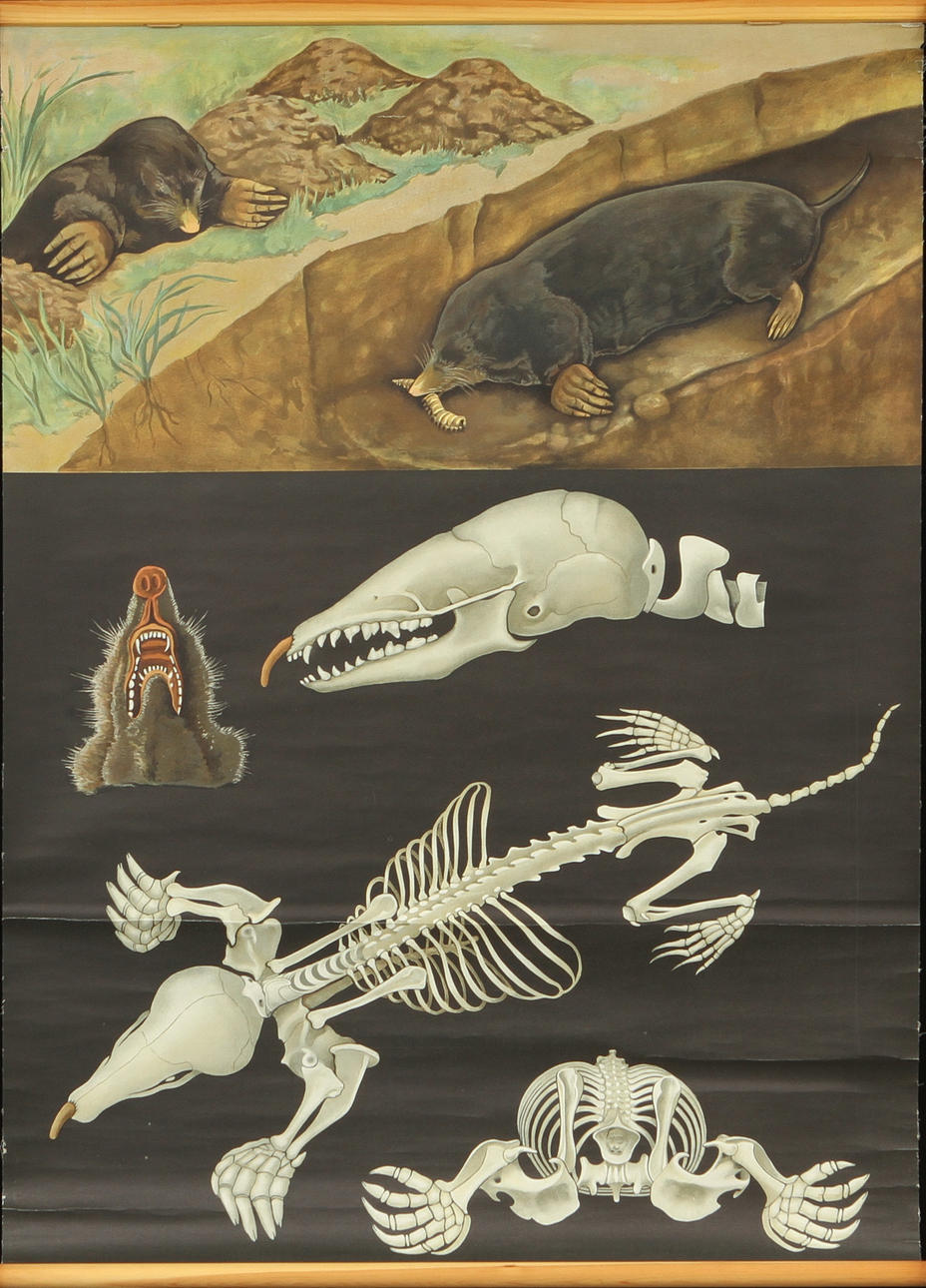 SCHOOL PLANS, 5 pcs, 1900s.