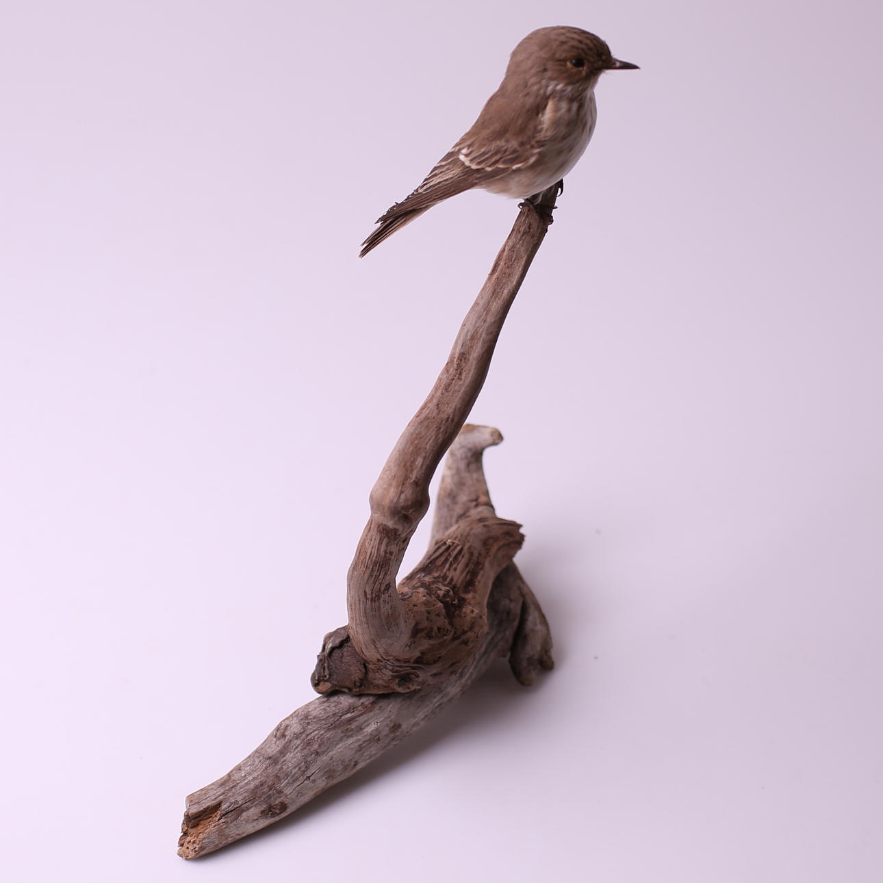 PÁJARO DE RELLENO - PARGO GRIS, macho, finales de 1900.