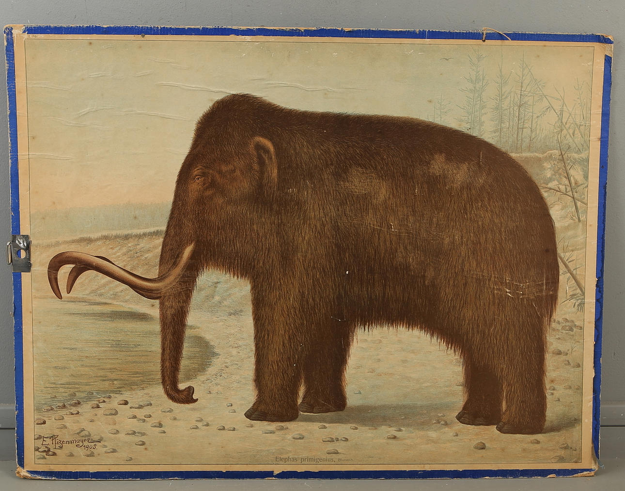SKOLPLANSCH, Mamut, "Elephas primigenius", E. Pfizenmayer, 1905.