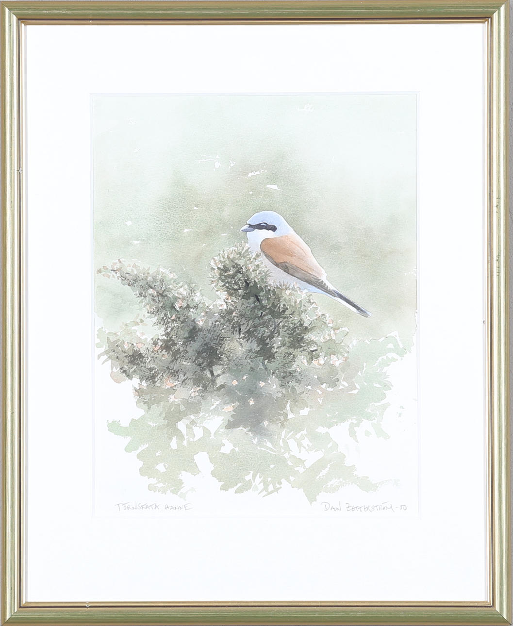 DAN ZETTERSTRÖM. watercolor, signed and dated -00.