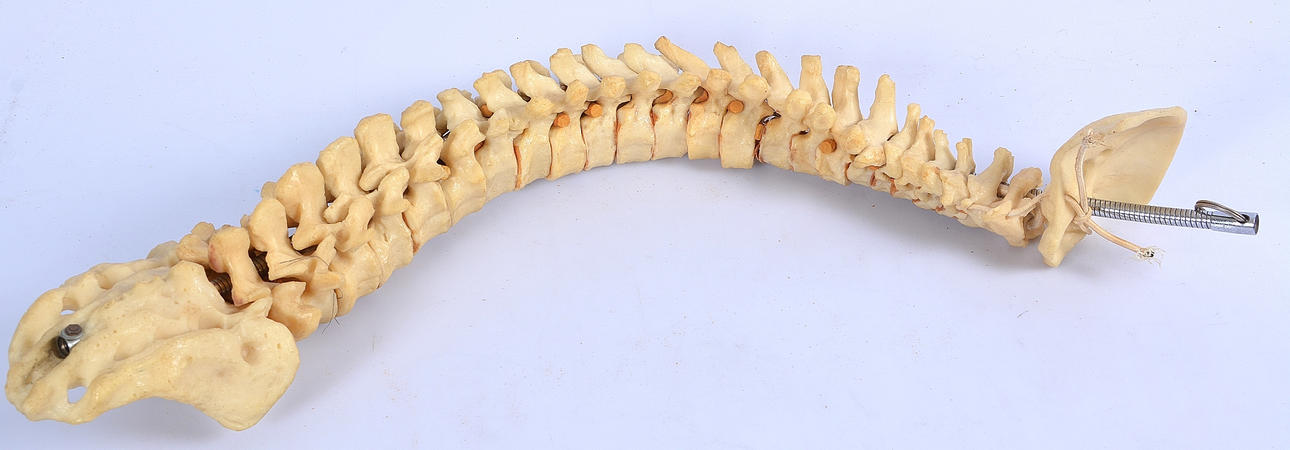 ANATOMISK MODELL, ryggrad, 1900-tal.