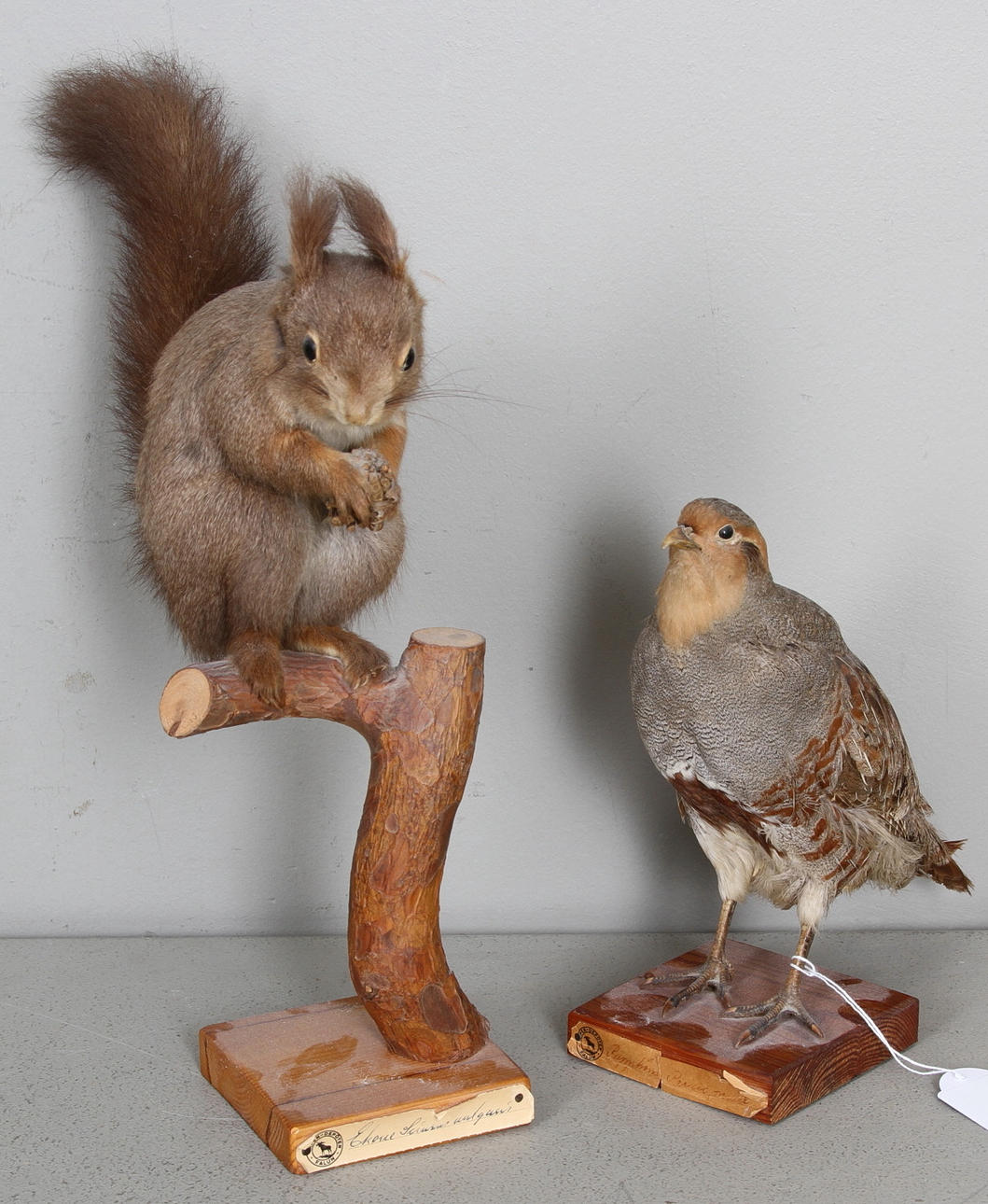 EKORRE samt RAPPHÖNA, uppstoppad, 1900-tal.