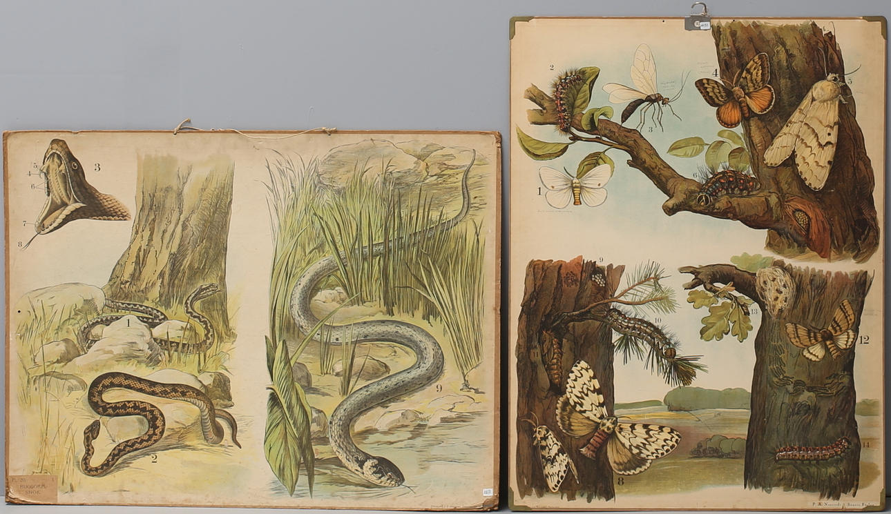 SKOLPLANSCHER, 2 st, insekter, huggorm, snok.