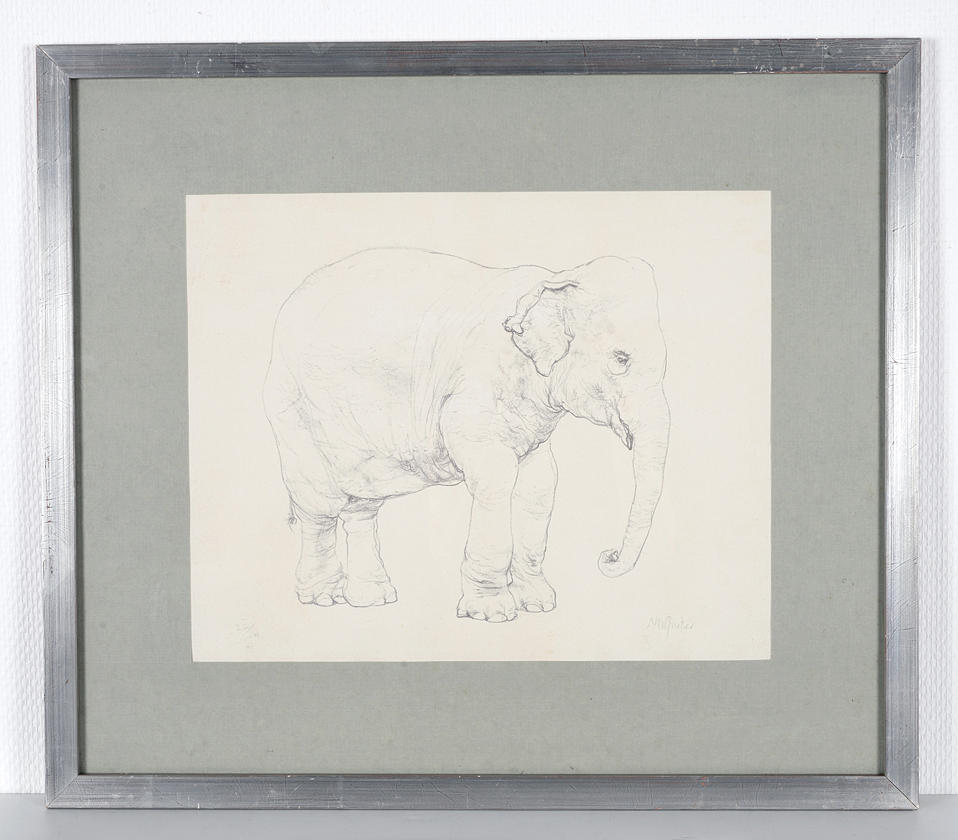 NEIL FORSTER. Elefante joven de pie.