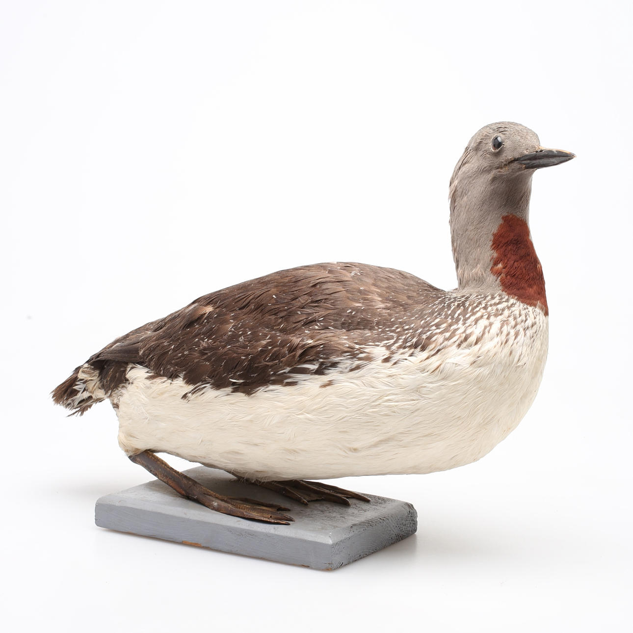 UDKUDSET FUGL, Lom, 1950'erne.