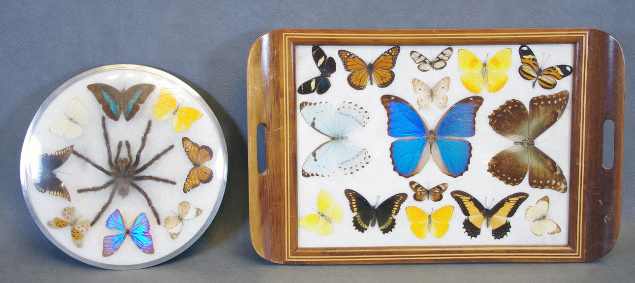 BRICKA SAMT TAVLA med inglasade fjärilar.