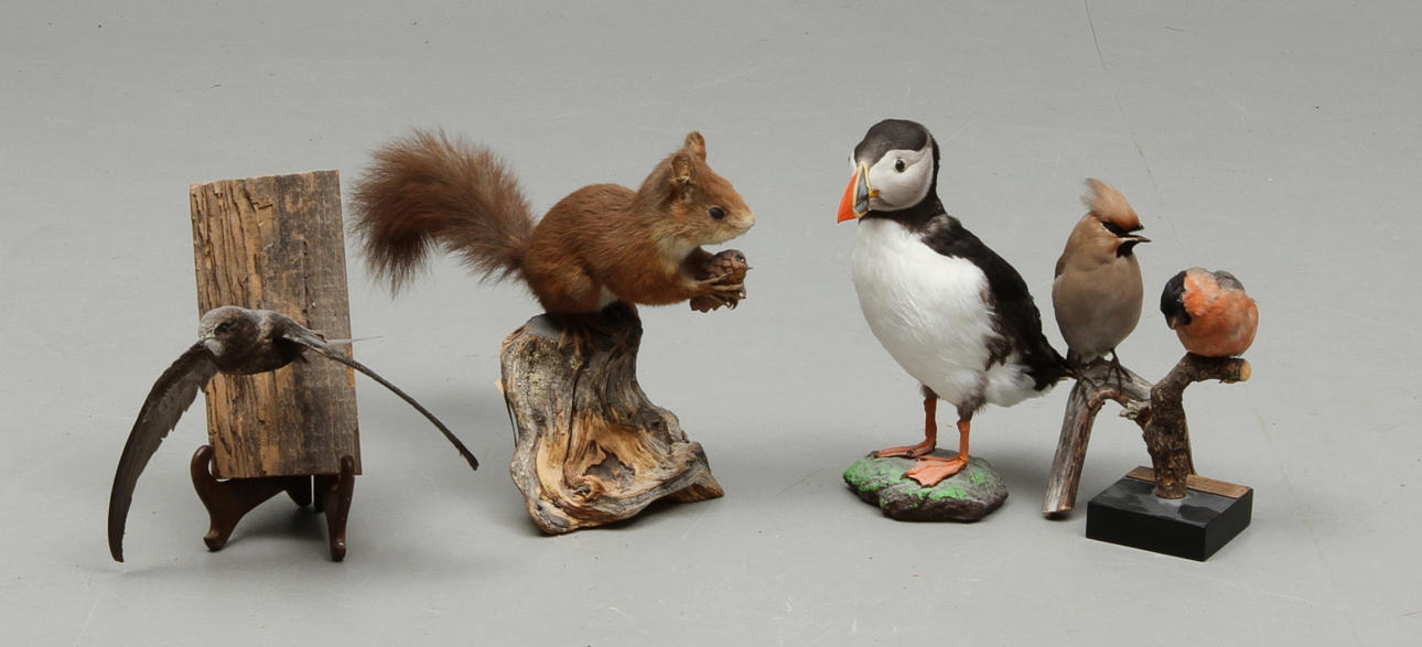 PARTI UPPSTOPPADE DJUR, 5 delar, bla Ekorre.