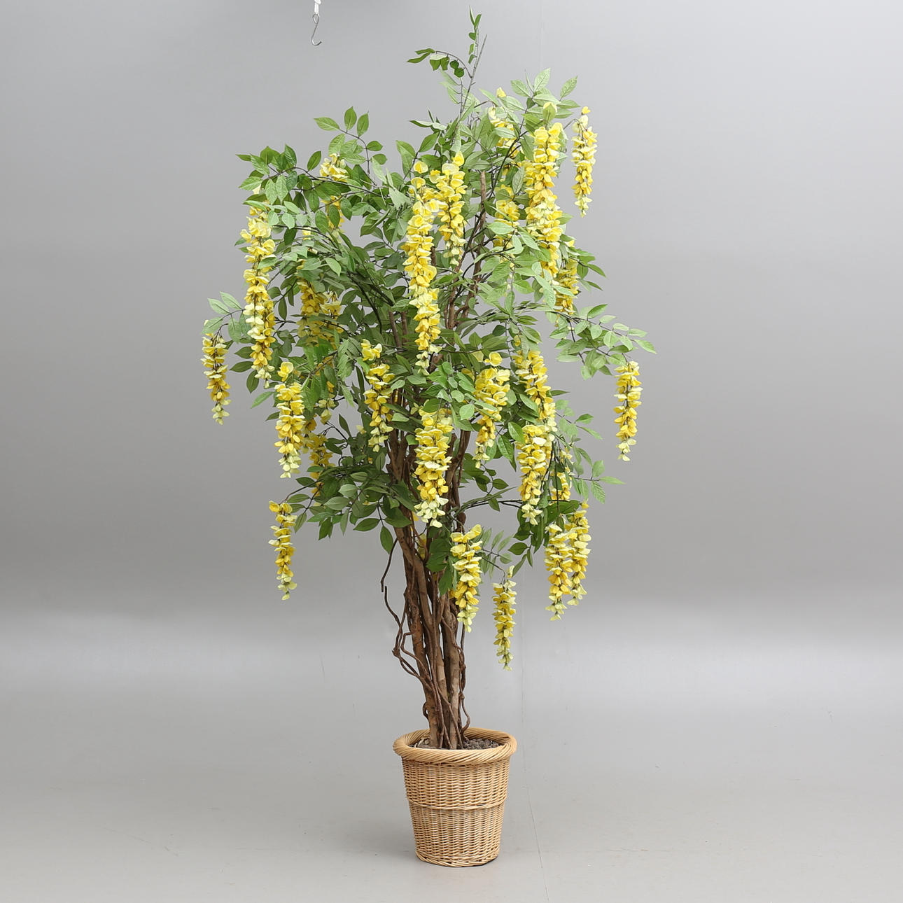 PLANTA ARTIFICIAL, lluvia dorada, en maceta, 1900.