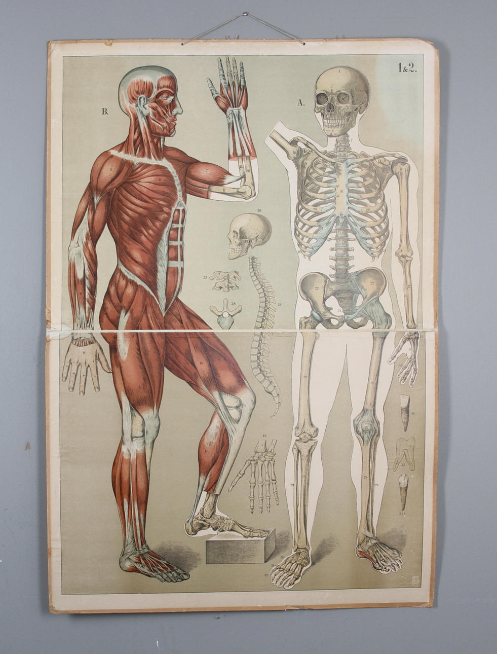 SKOLPLANSCH, motiv med människokroppens muskler/skelett. 1900-talets mitt.