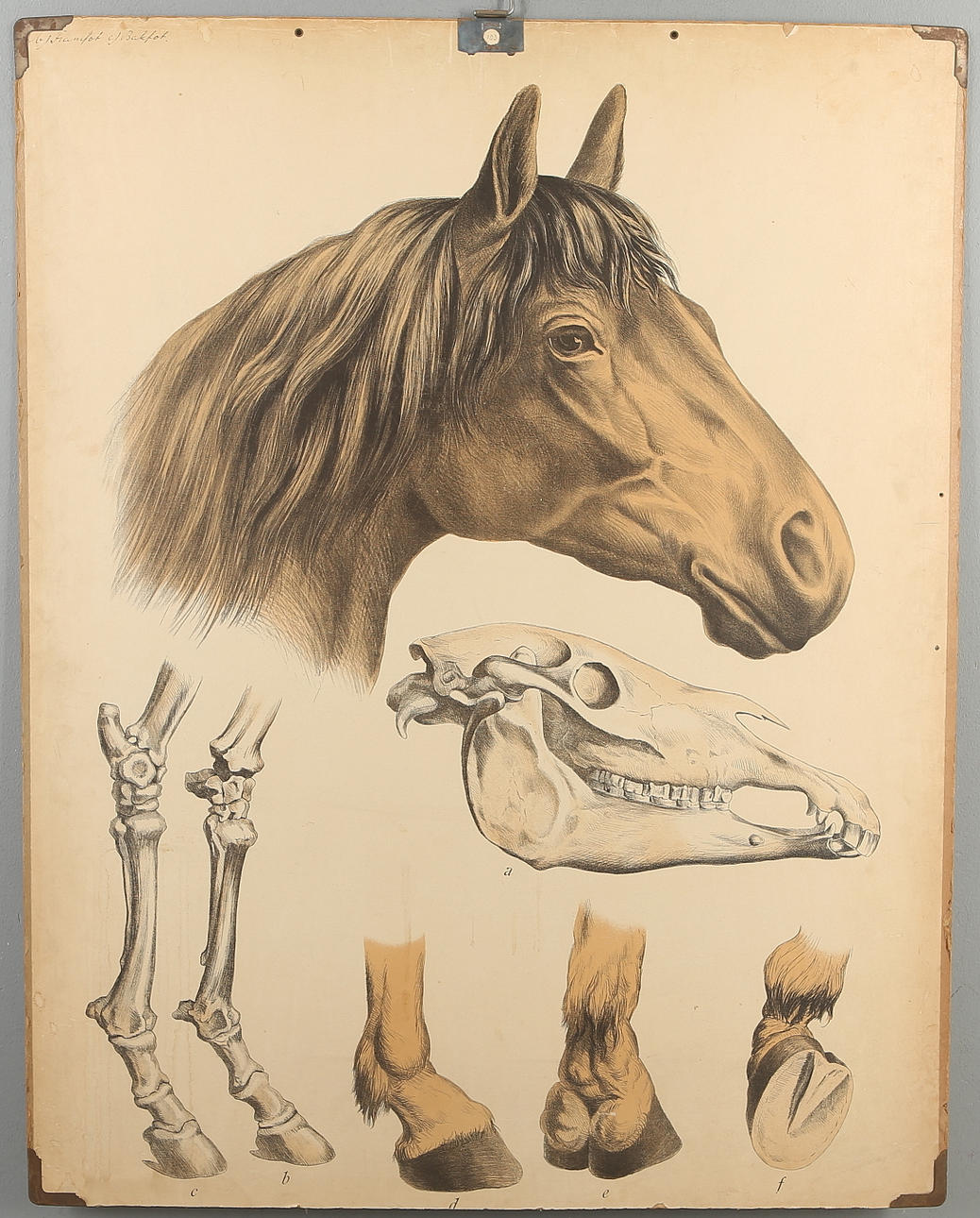 SKOLPLANSCH, häst, 1900-talets början.