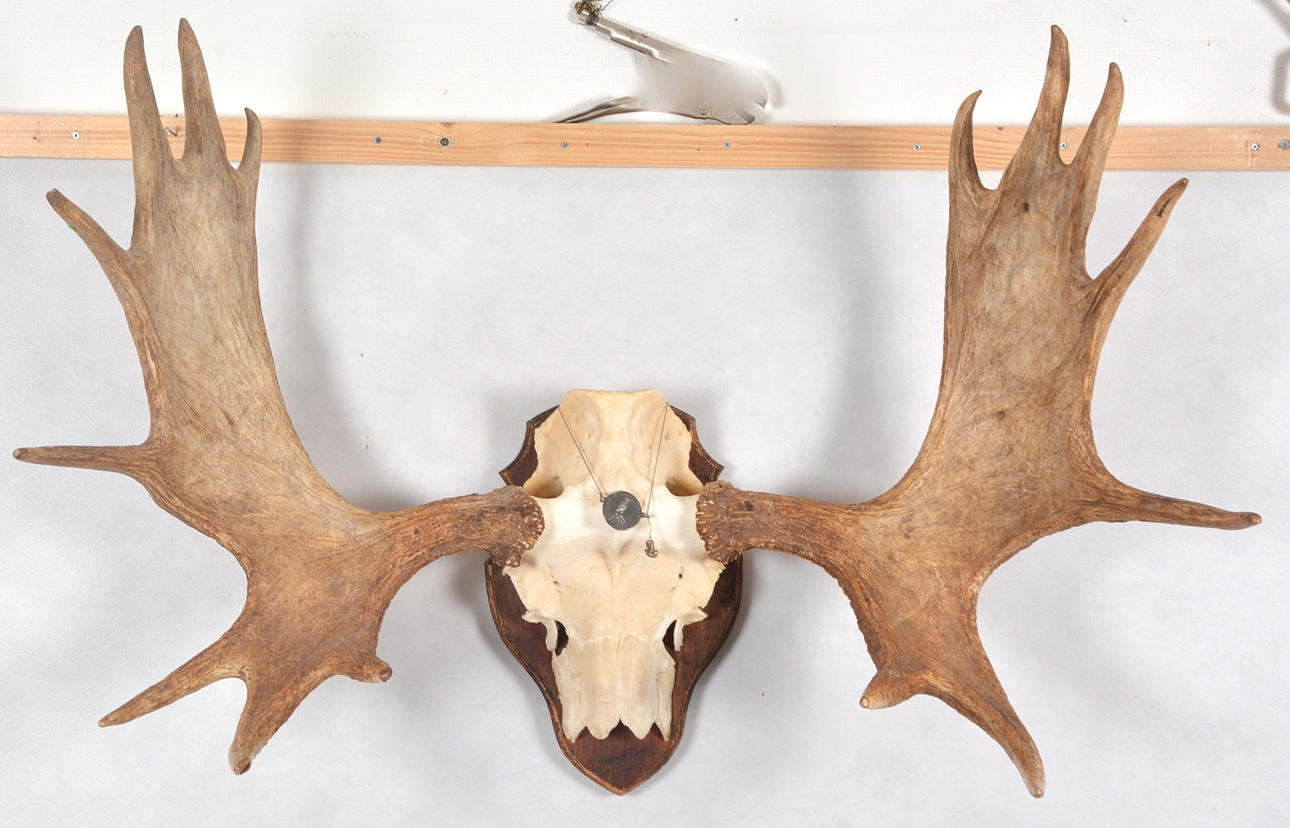 JAKTTROFÉ, älghorn.