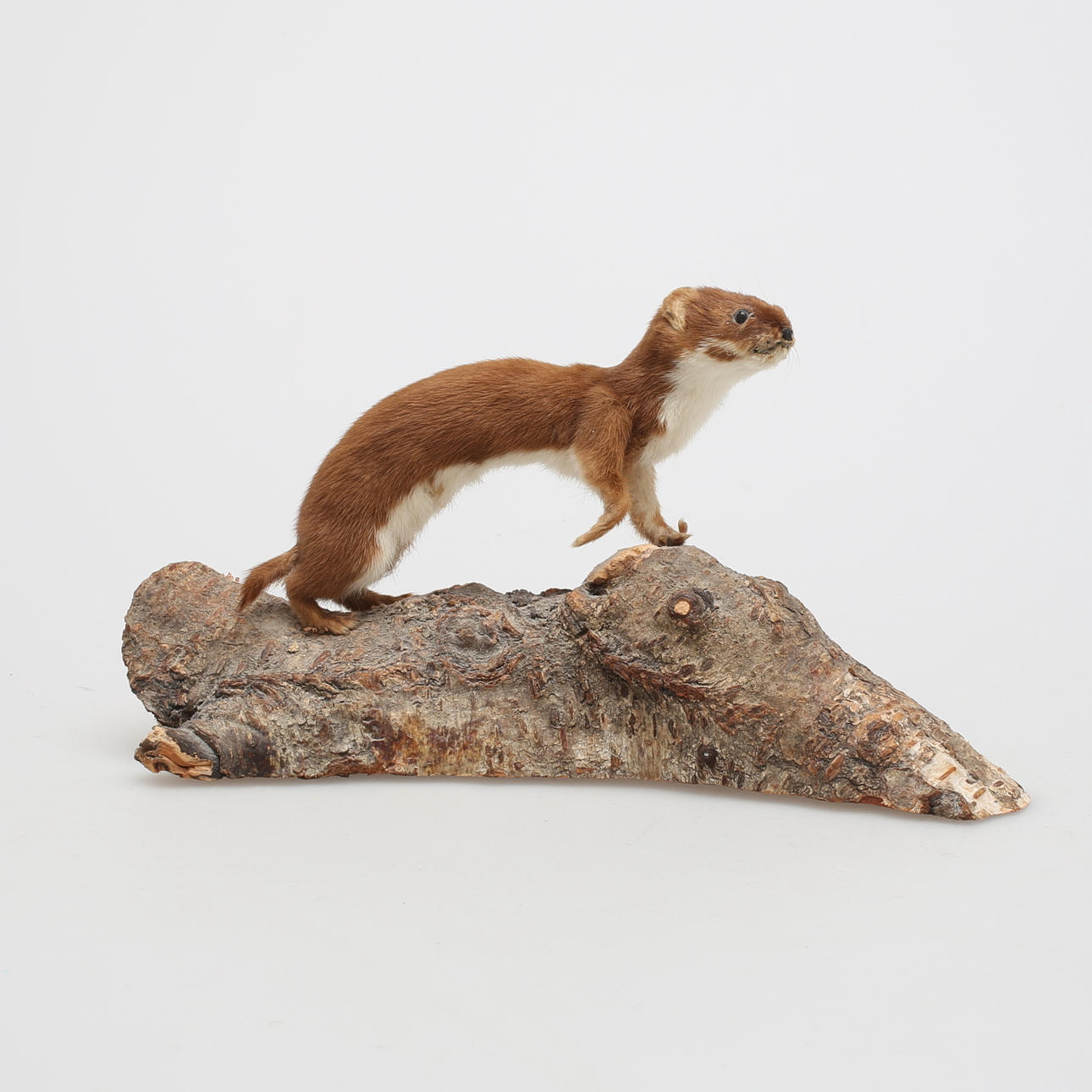 SMÅVESSLA, uppstoppad.