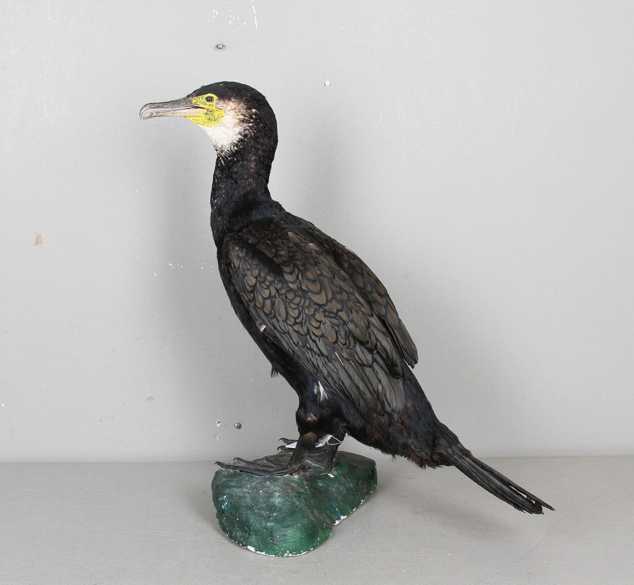 UPPSTOPPAD SKARV, 1900 talets början.