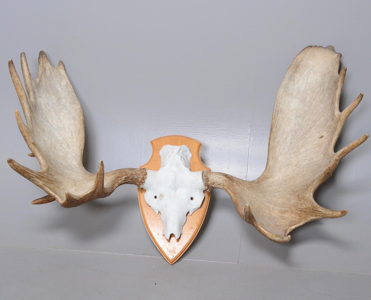 ÄLGHORN. Ca 20 taggar.