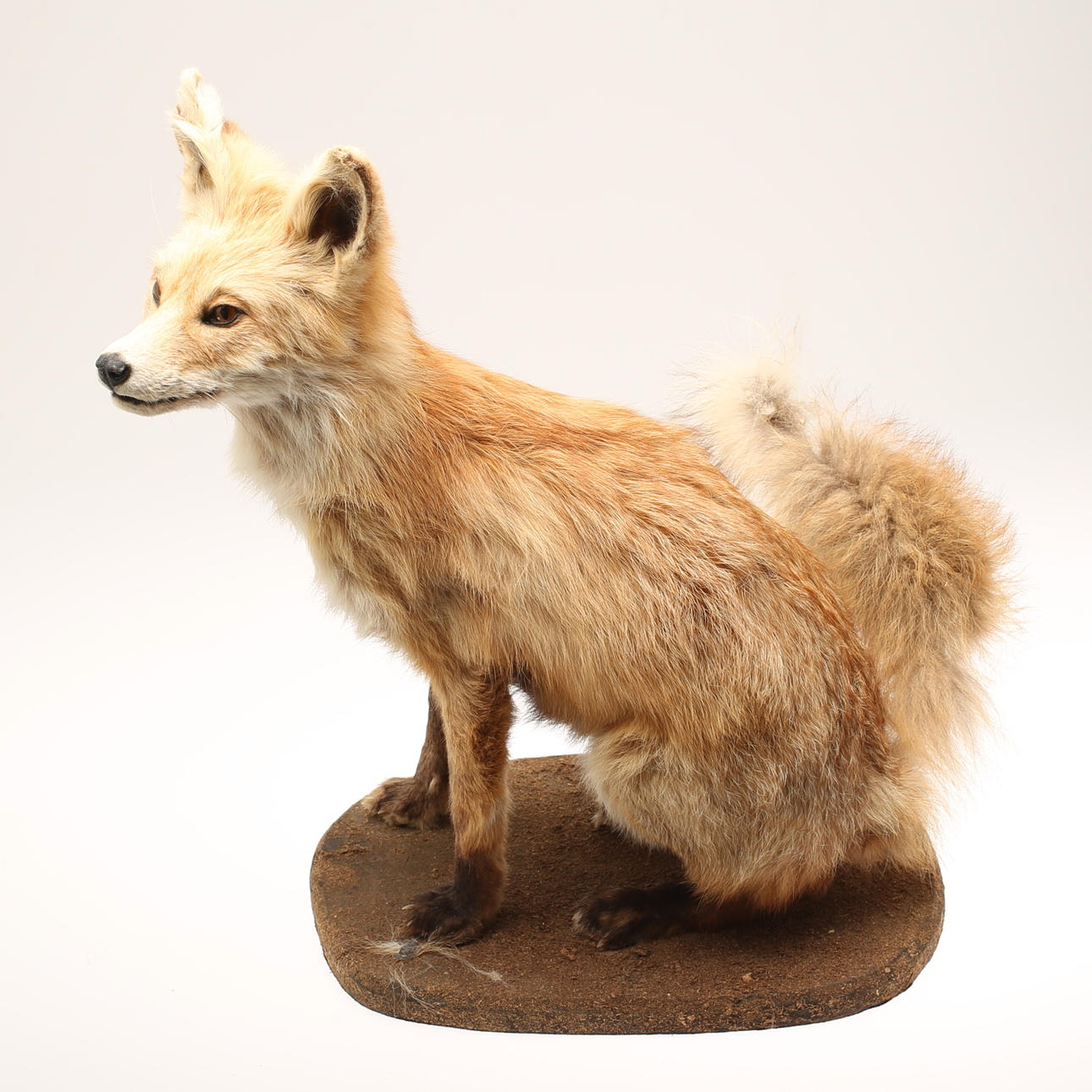 UPPSTOPPAD RÄV, 1900-tal.