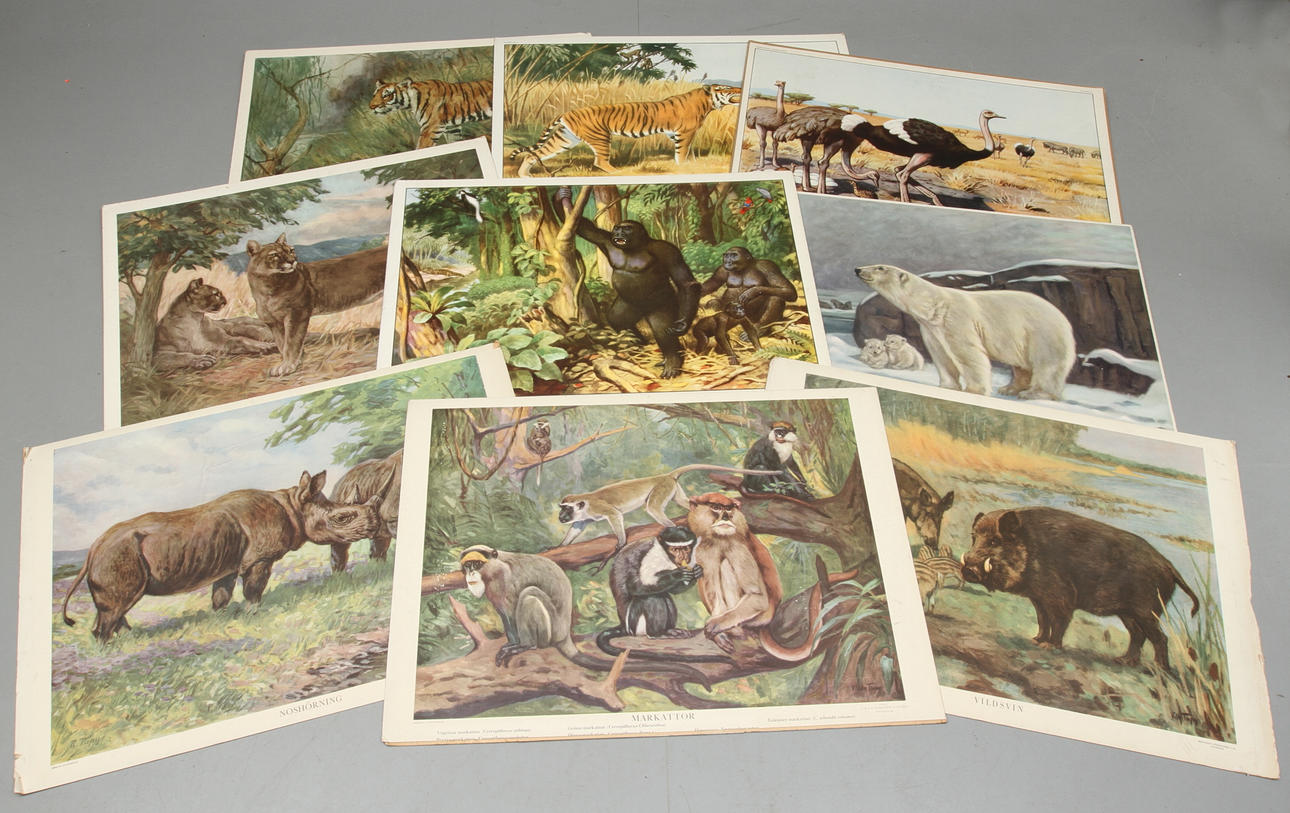 SKOLPLANSCHER, 9 st, däggdjur, 1900-tal.
