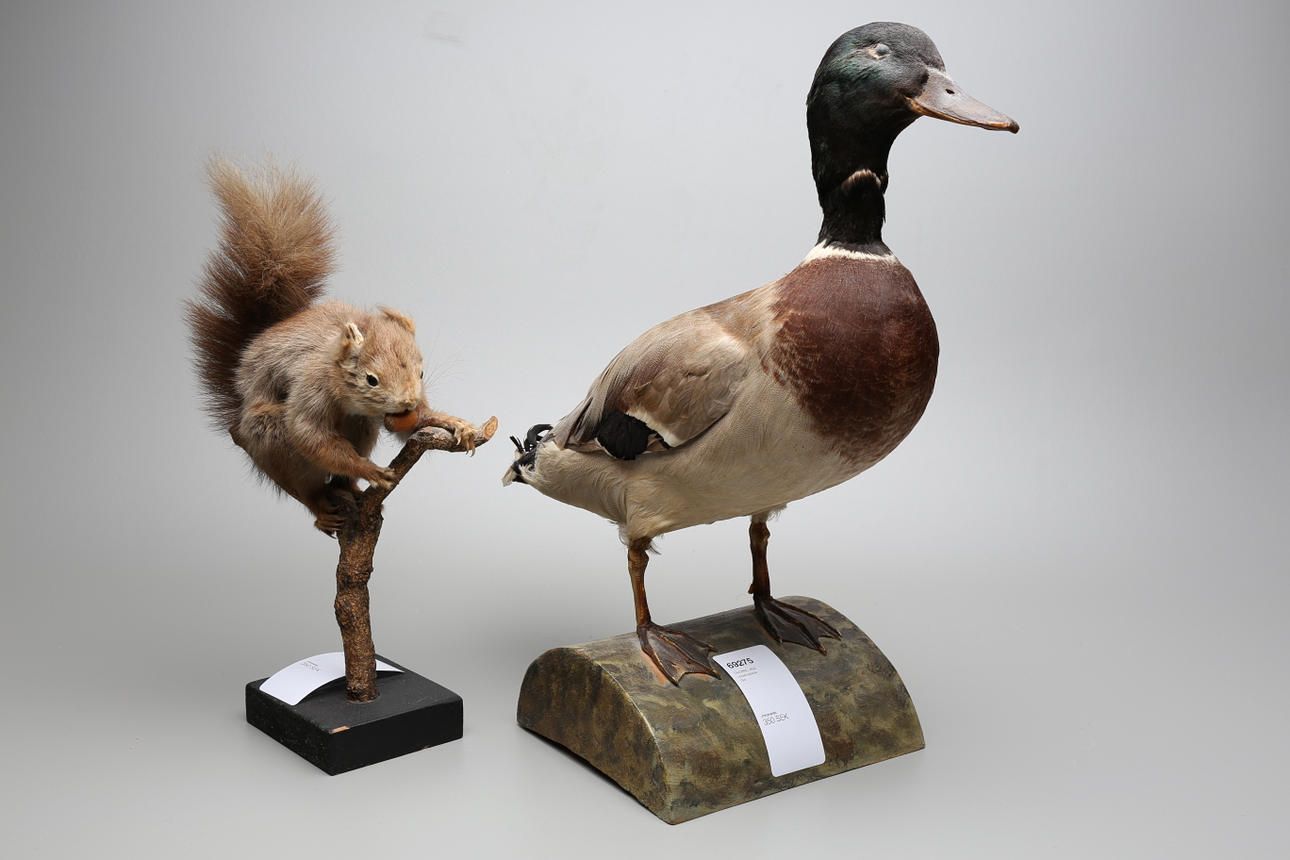 EKORRE, AND, uppstoppade djur.